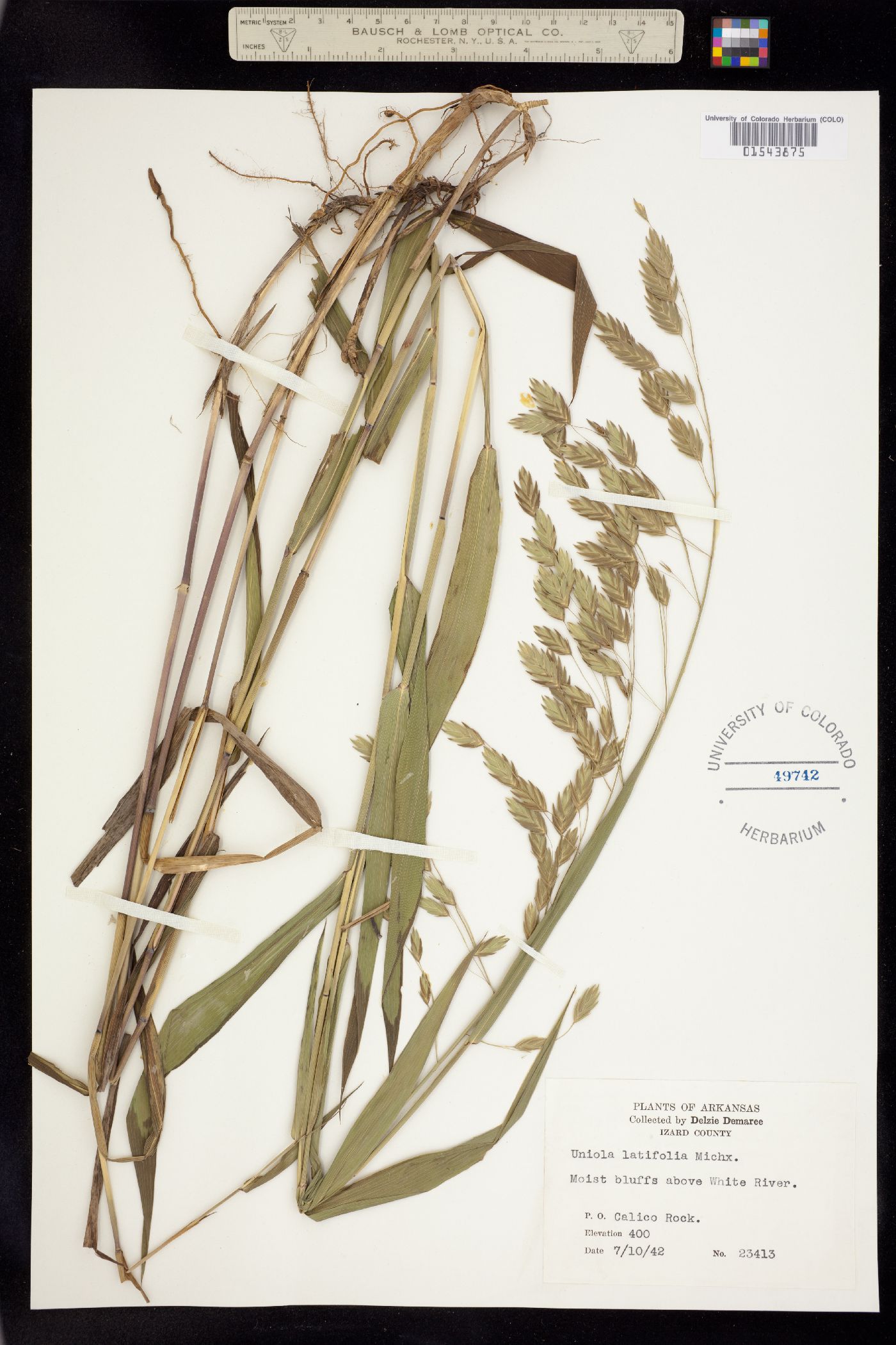 Chasmanthium latifolium image