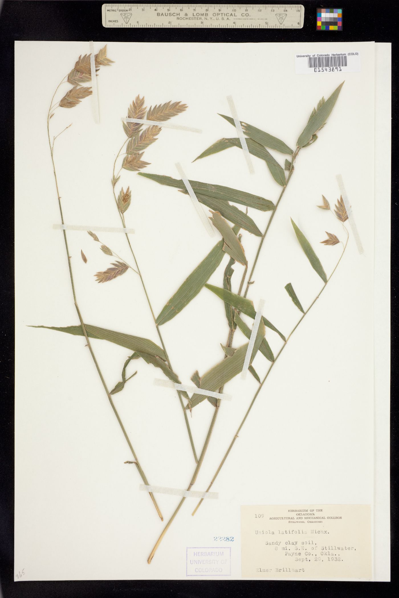 Chasmanthium latifolium image