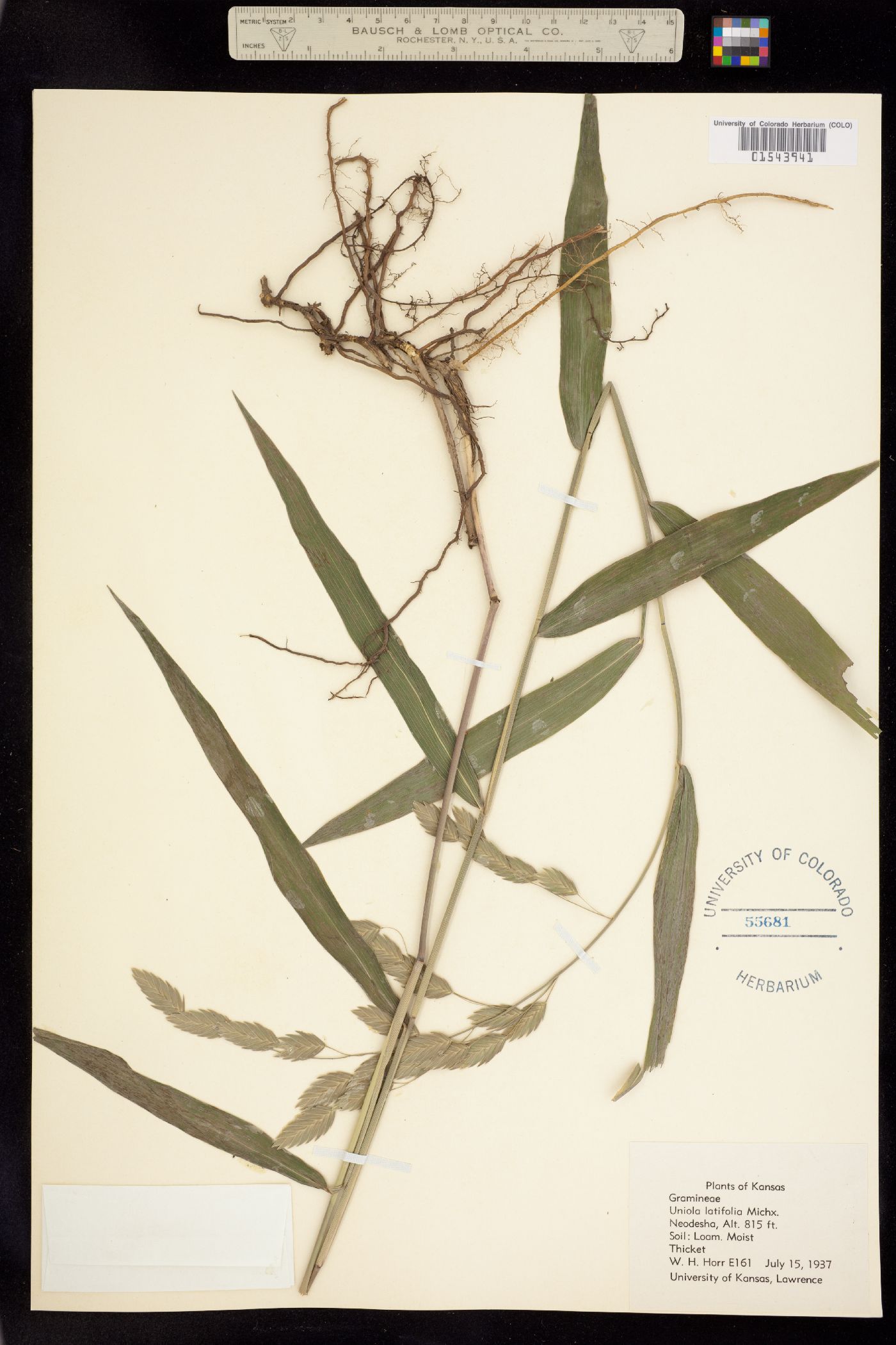 Chasmanthium latifolium image