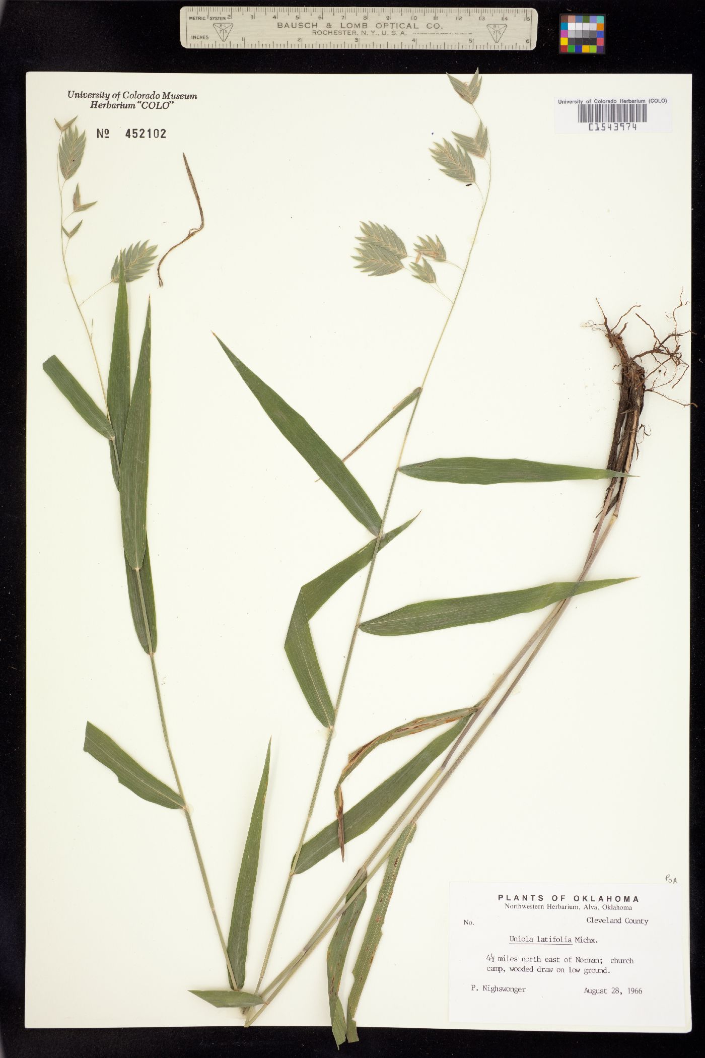 Chasmanthium latifolium image
