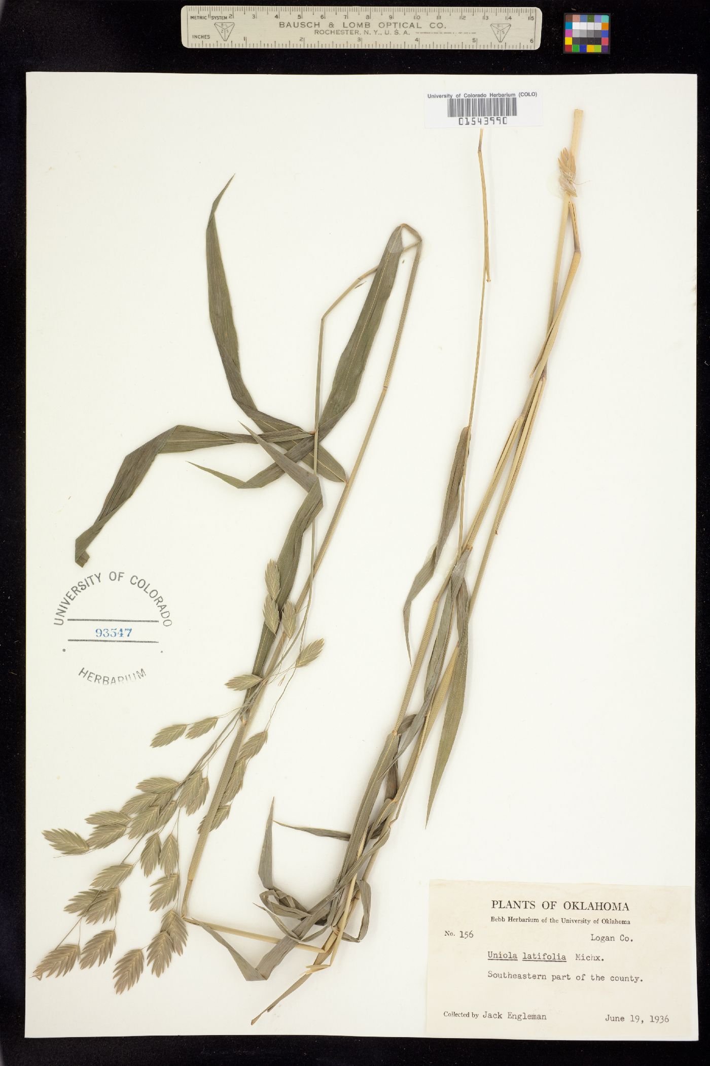 Chasmanthium latifolium image