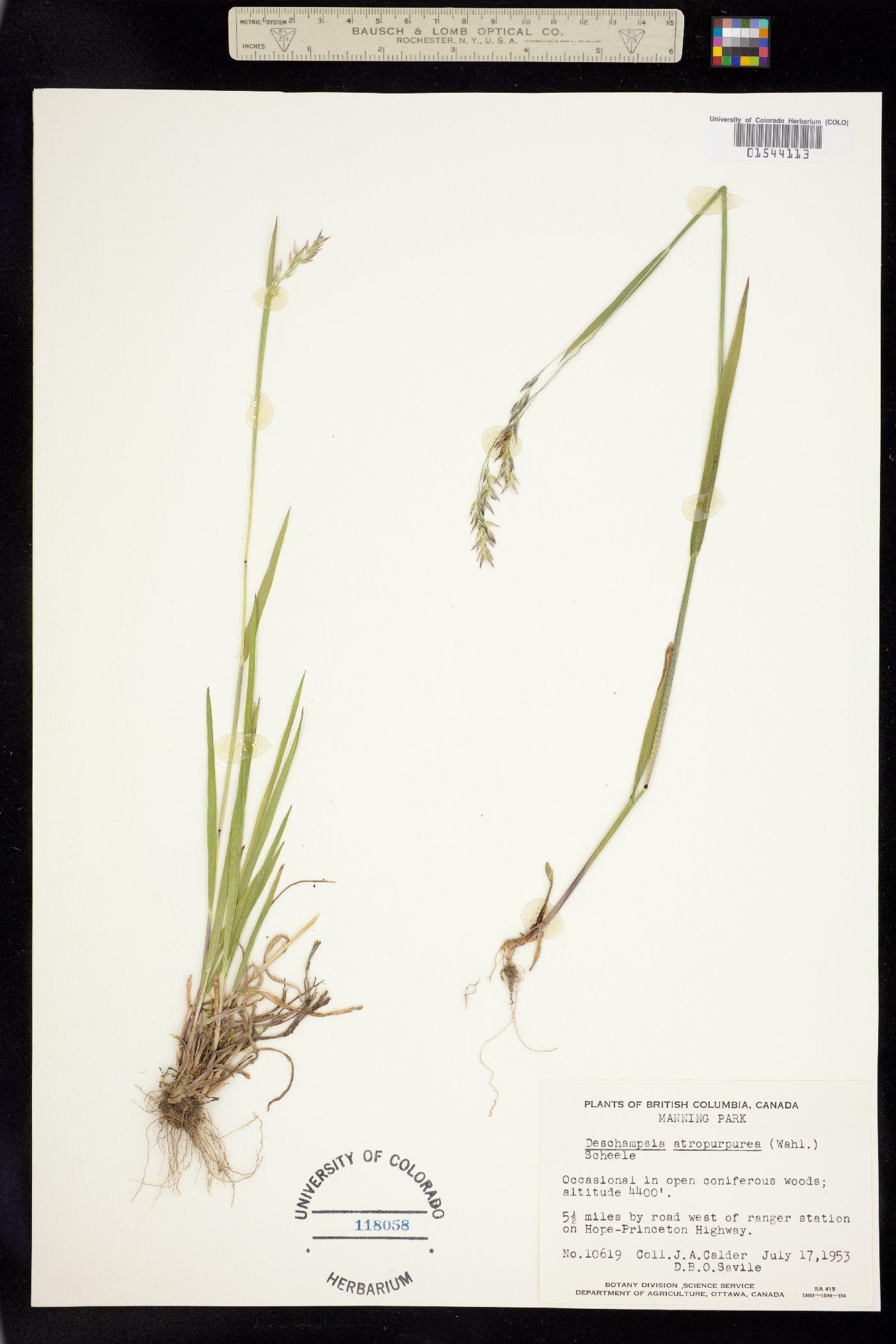 Vahlodea atropurpurea image