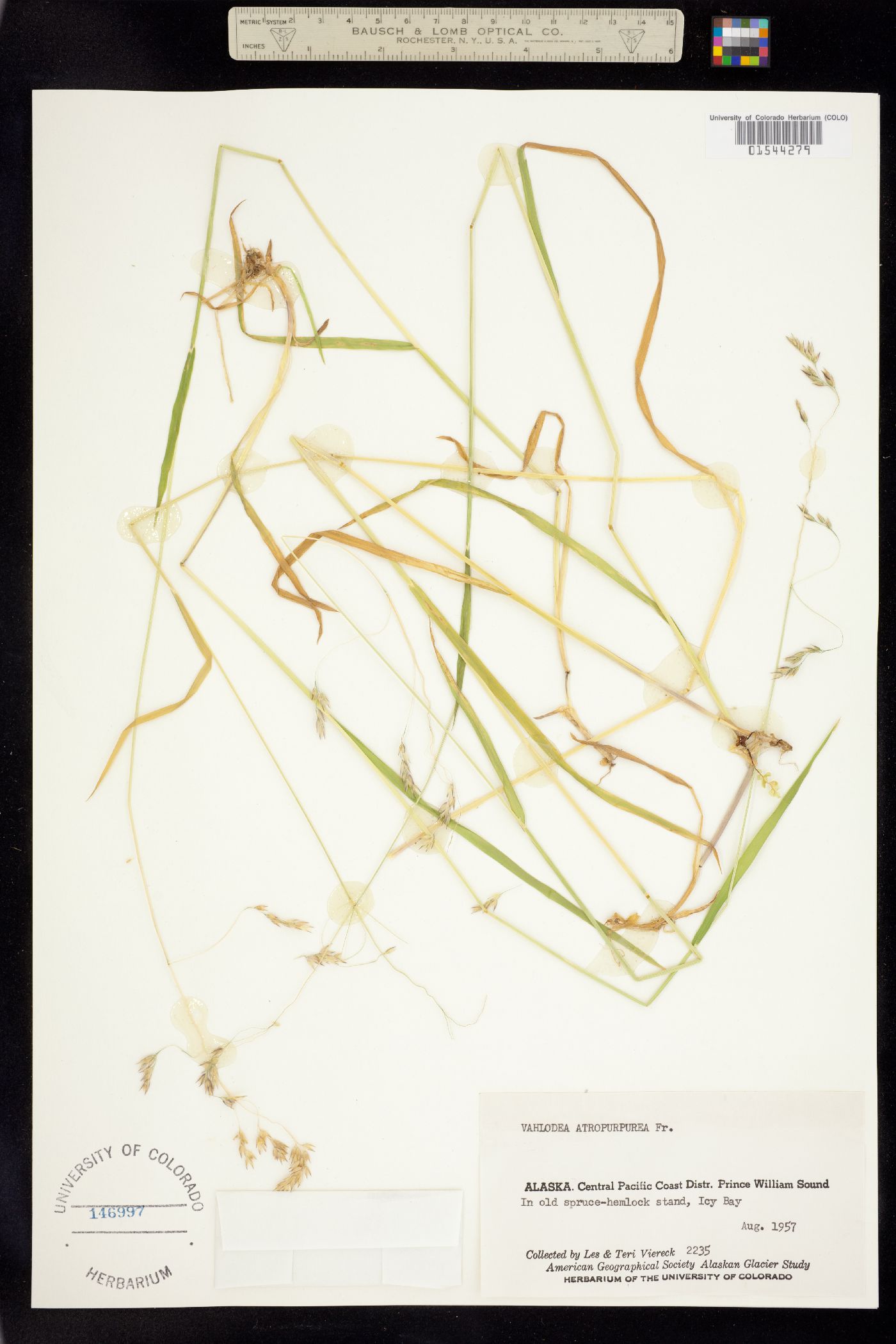 Vahlodea atropurpurea image