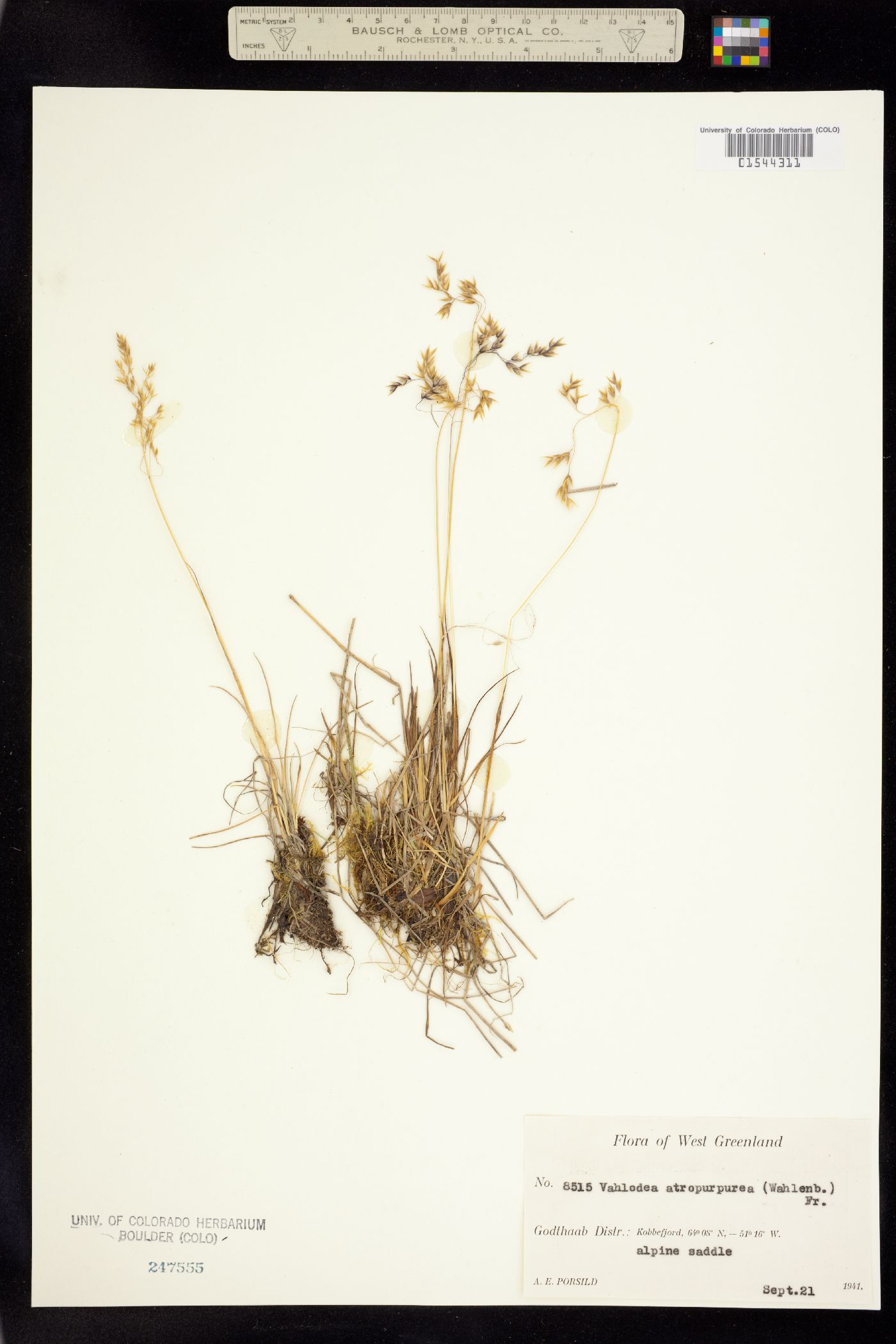 Vahlodea atropurpurea image