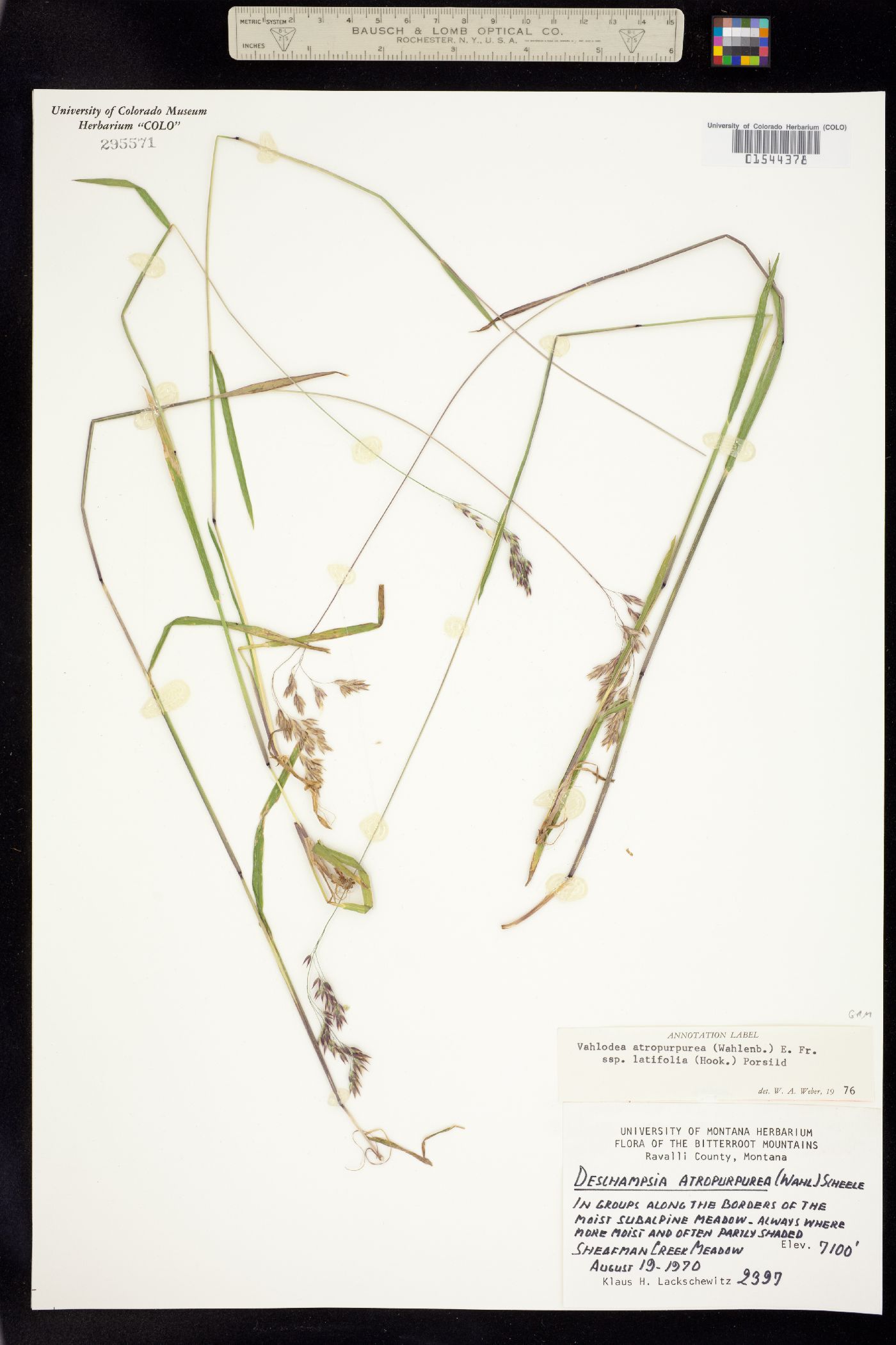 Vahlodea atropurpurea image