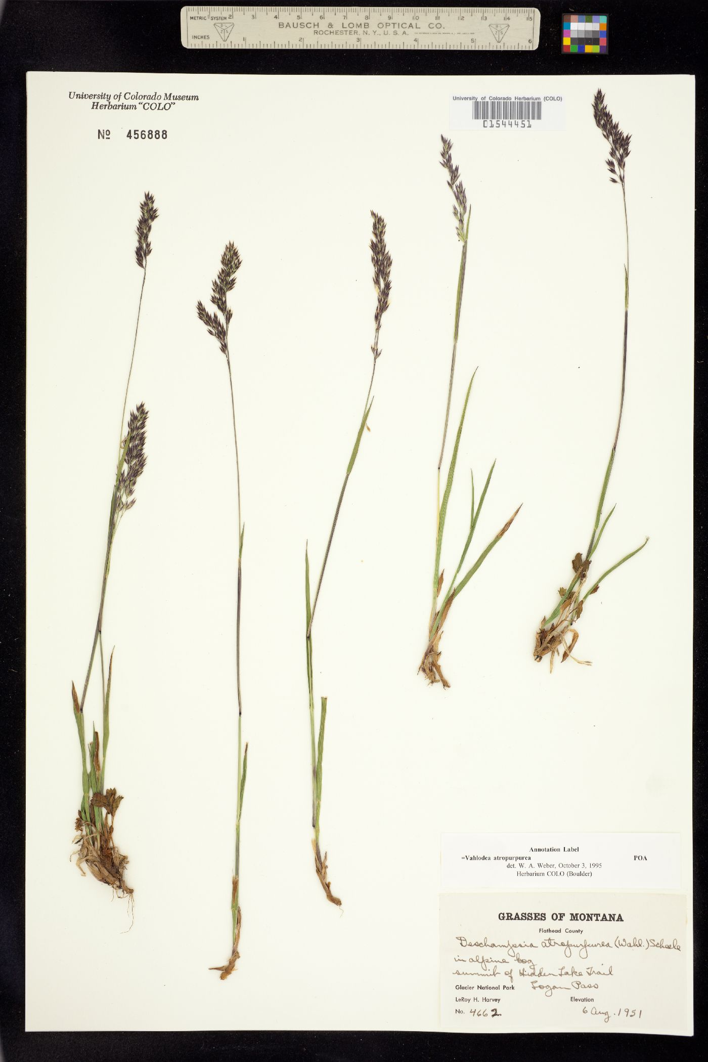 Vahlodea atropurpurea image