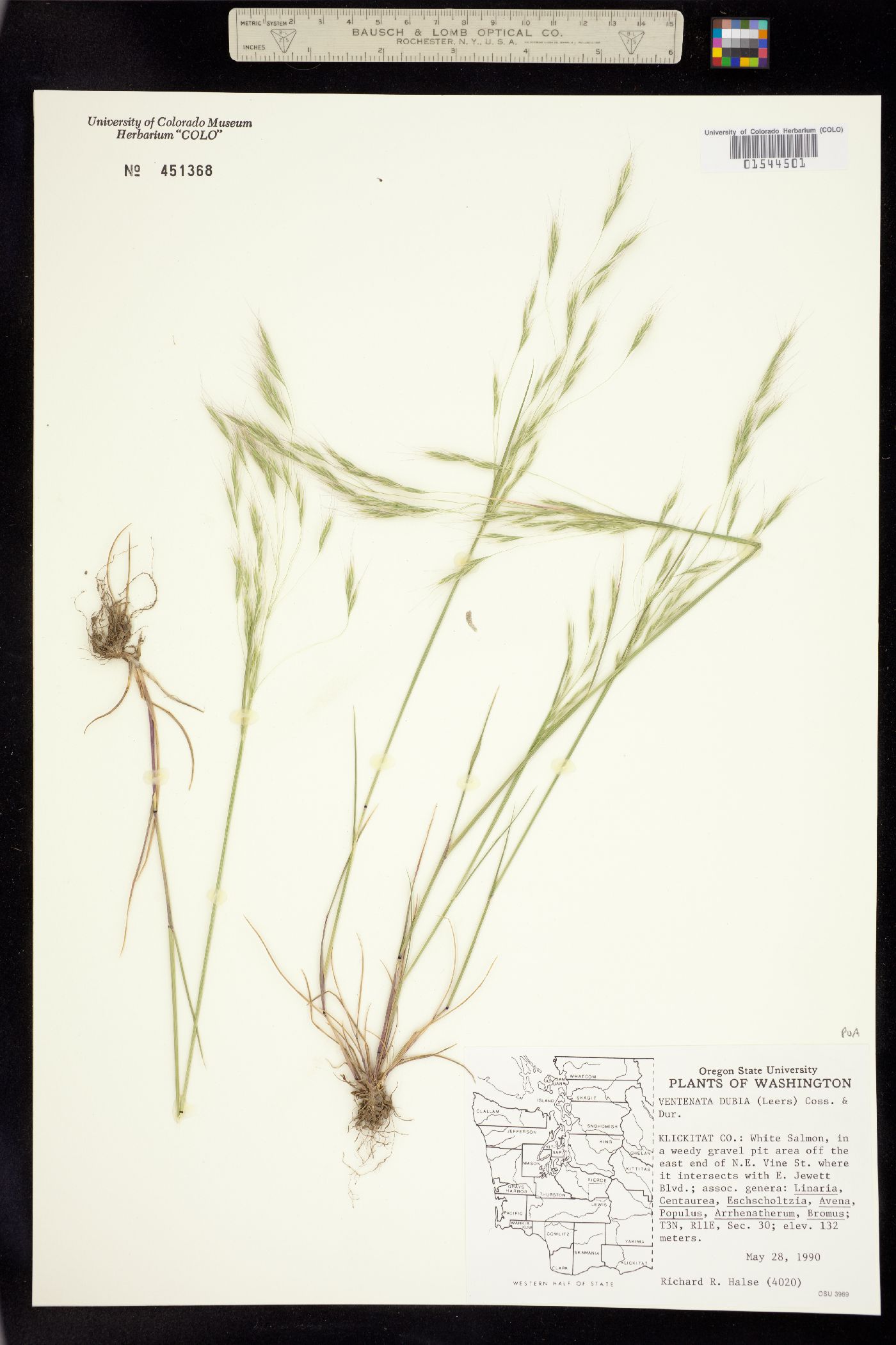 Ventenata image