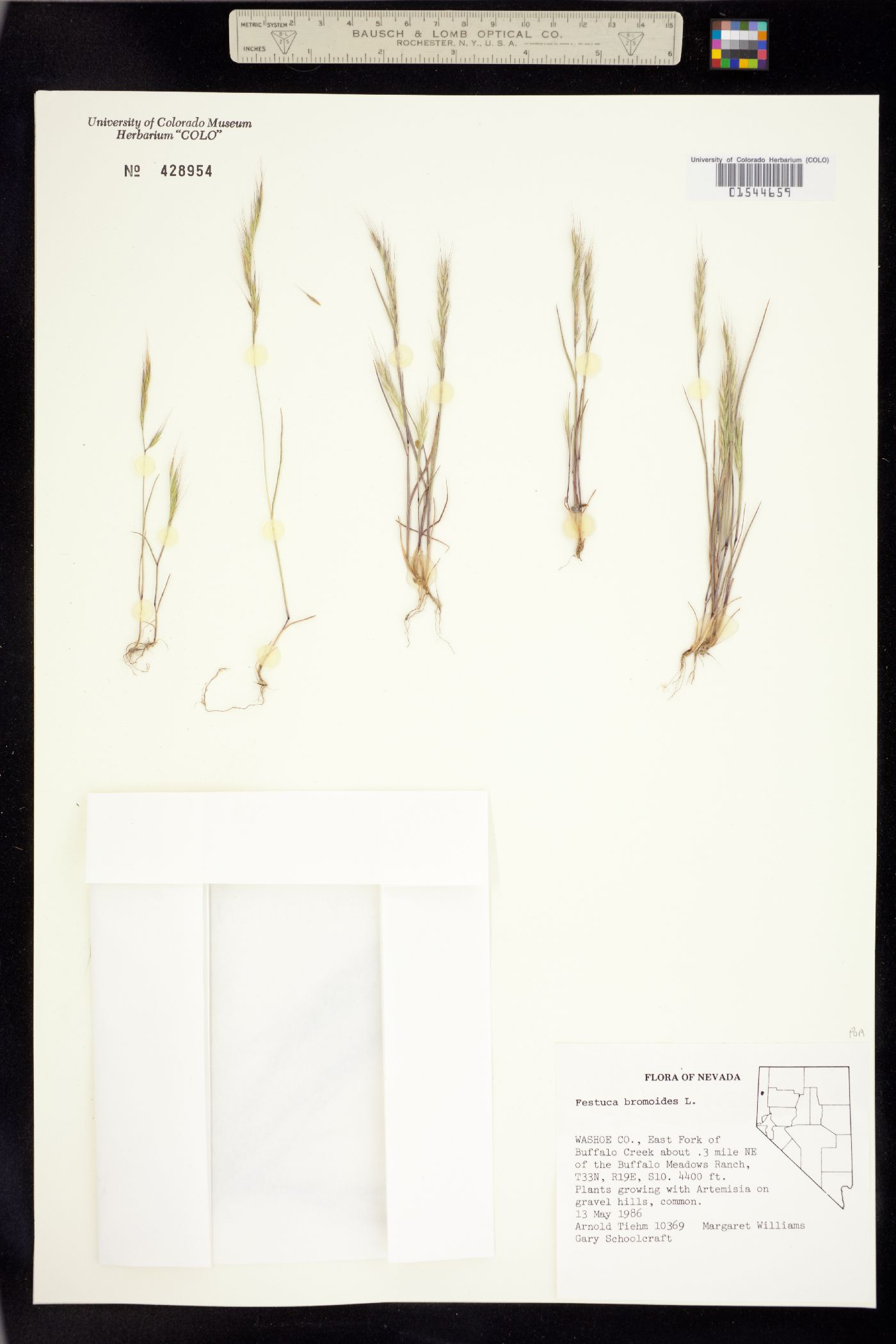 Vulpia bromoides image