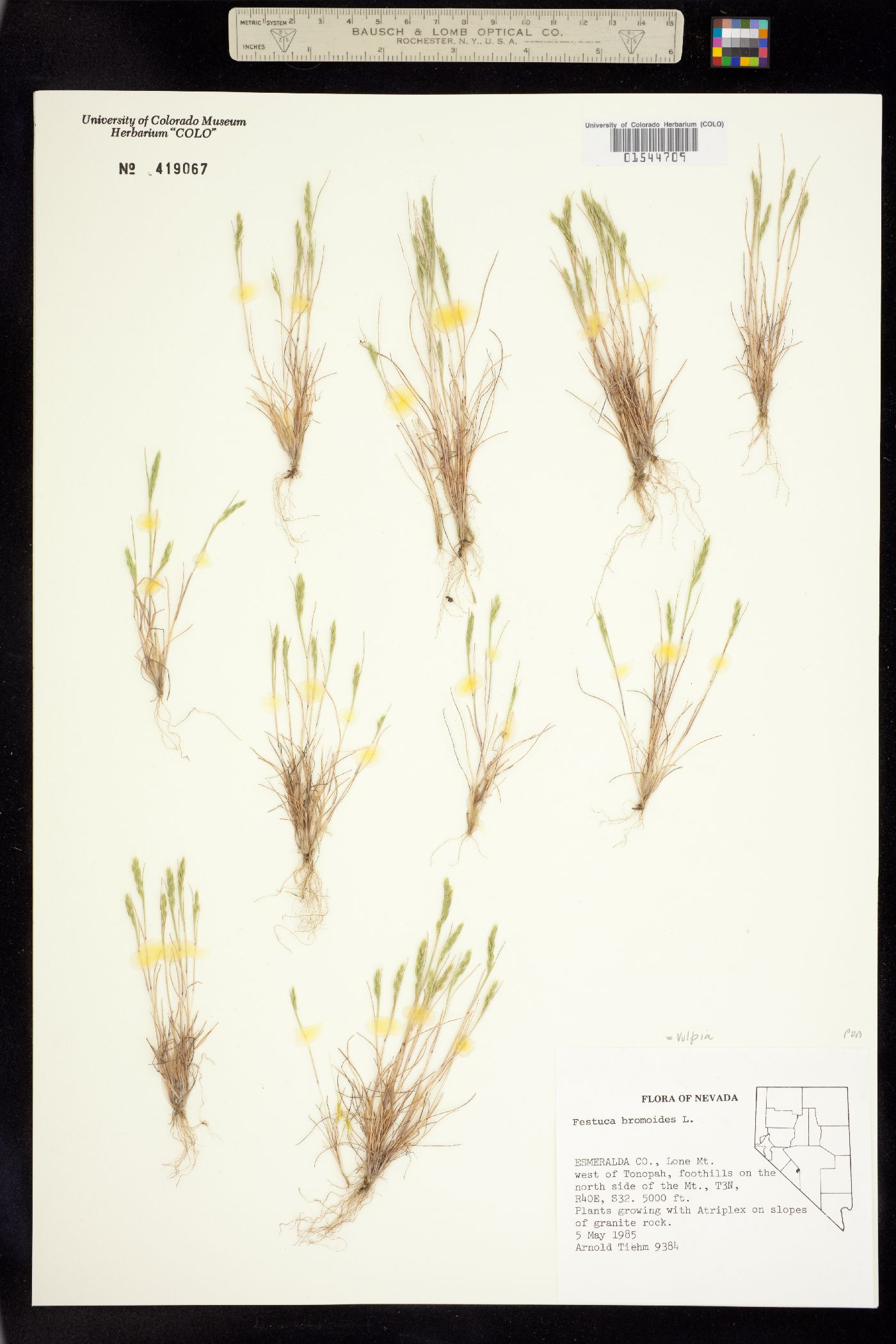 Vulpia bromoides image