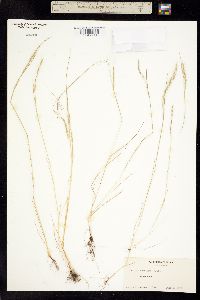 Vulpia myuros var. megalura image