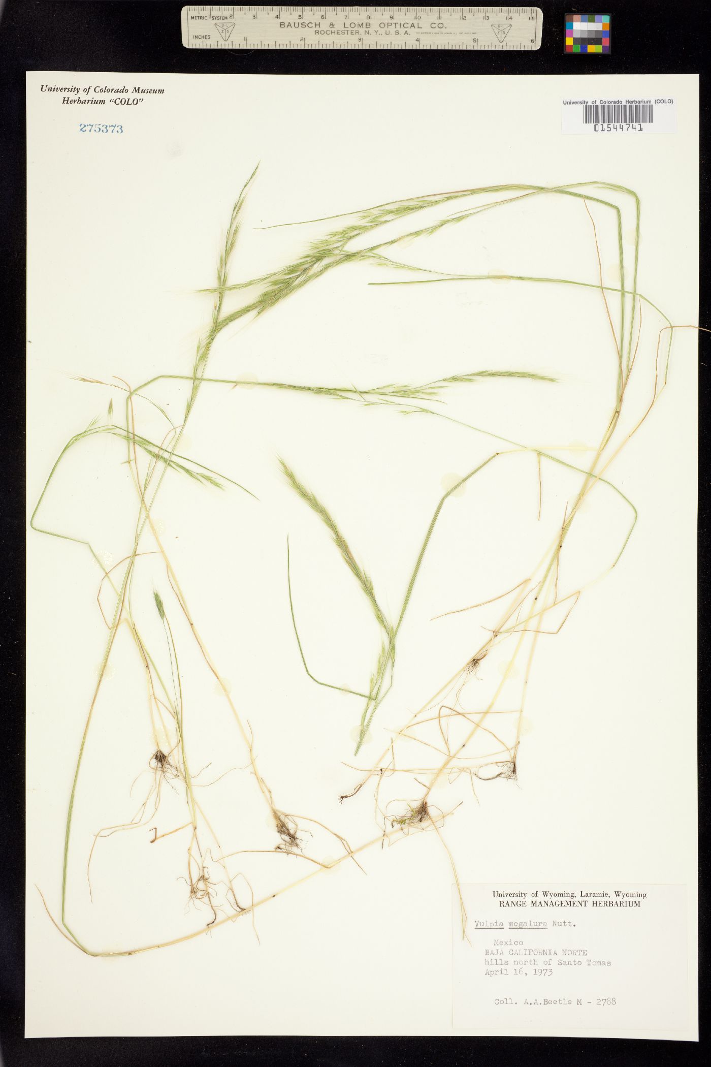 Vulpia myuros var. megalura image