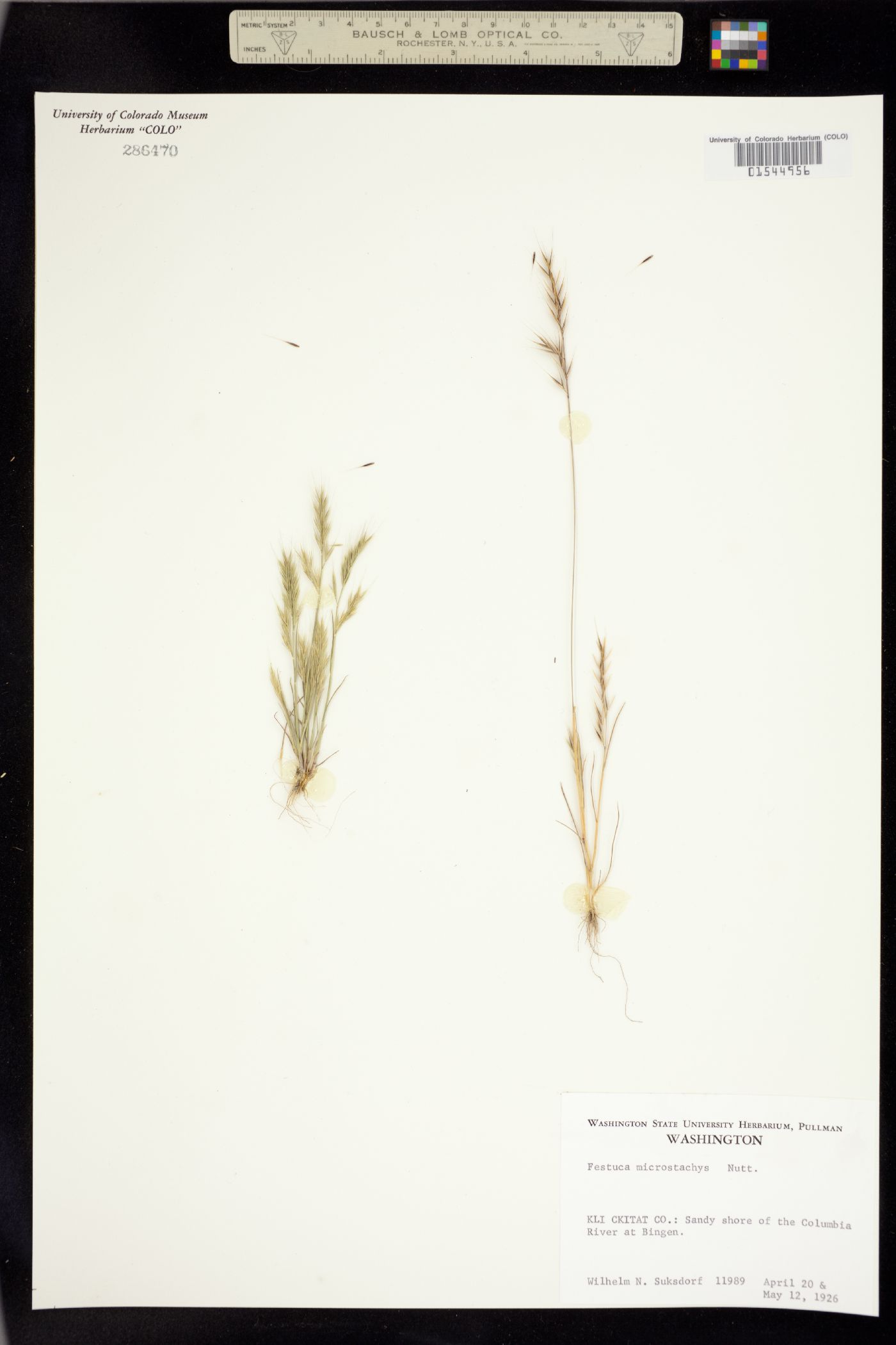 Vulpia microstachys image