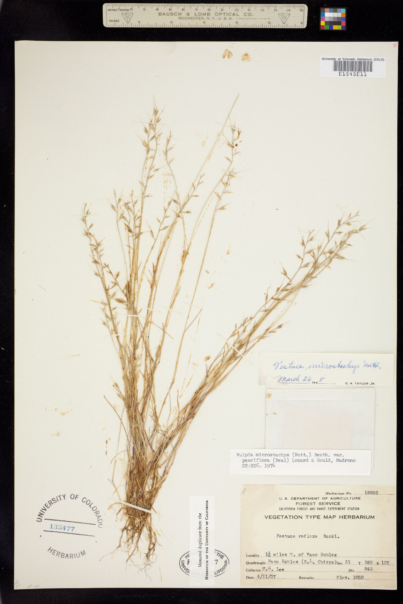 Vulpia microstachys image