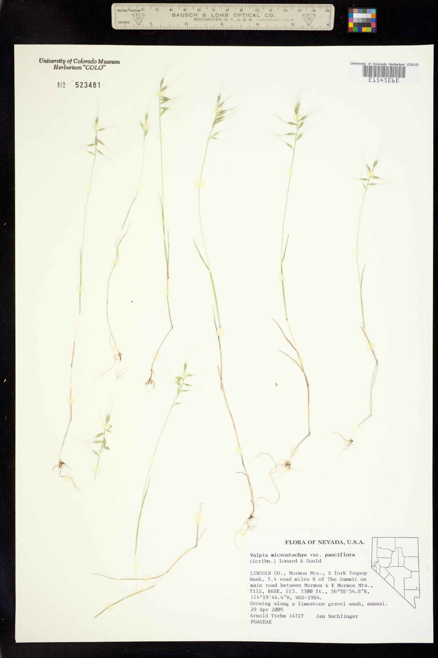 Vulpia microstachys image