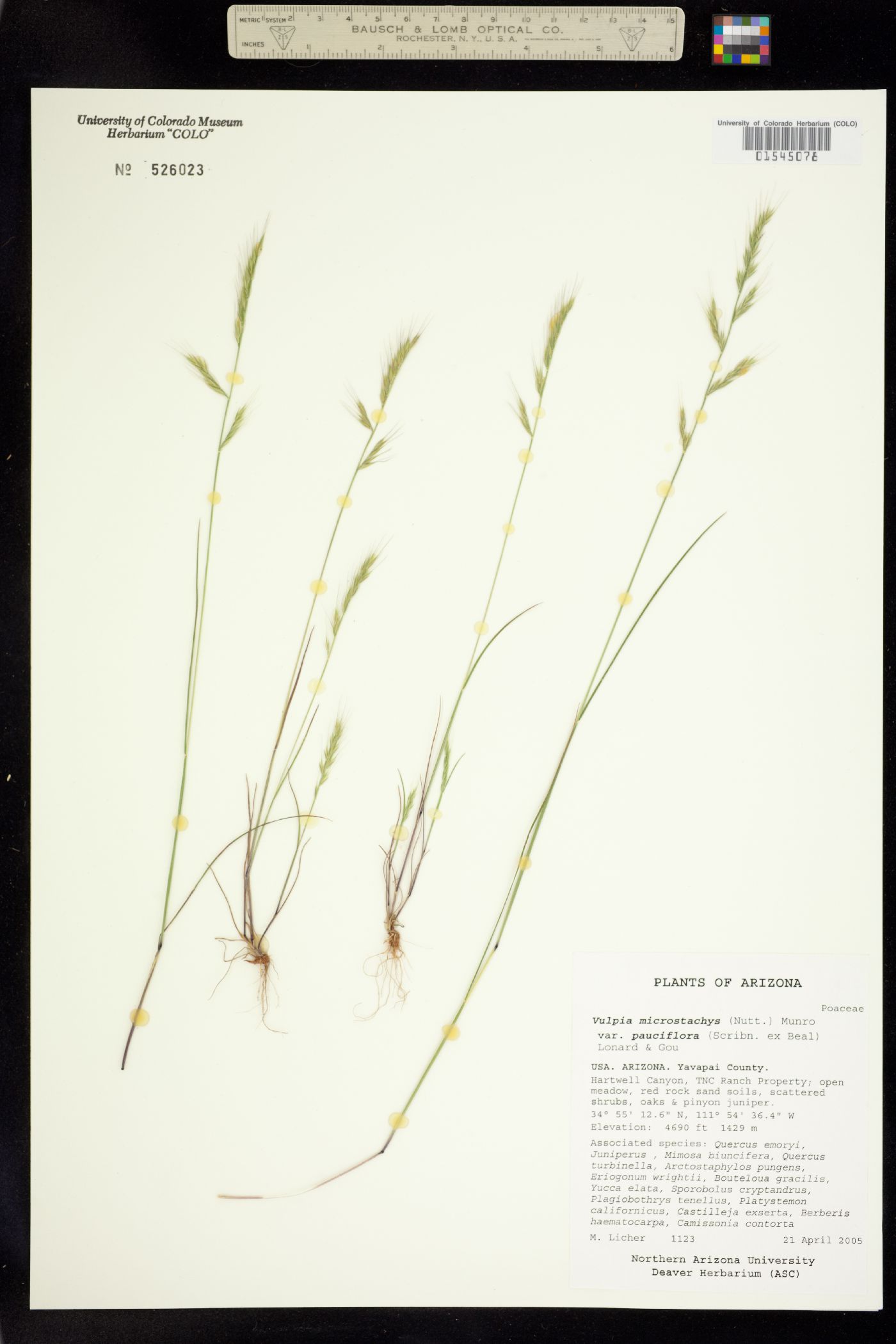 Vulpia microstachys image
