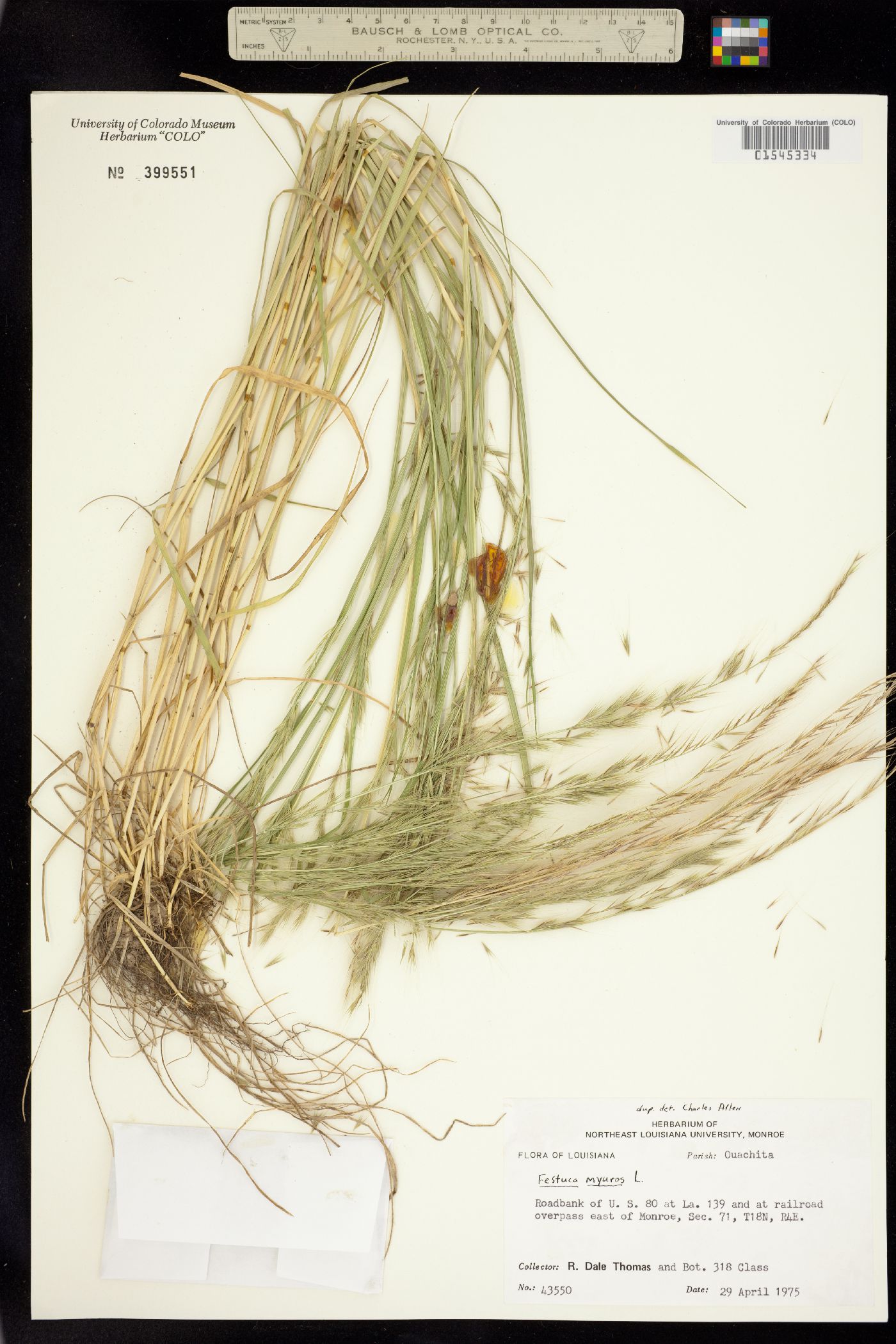 Vulpia myuros image