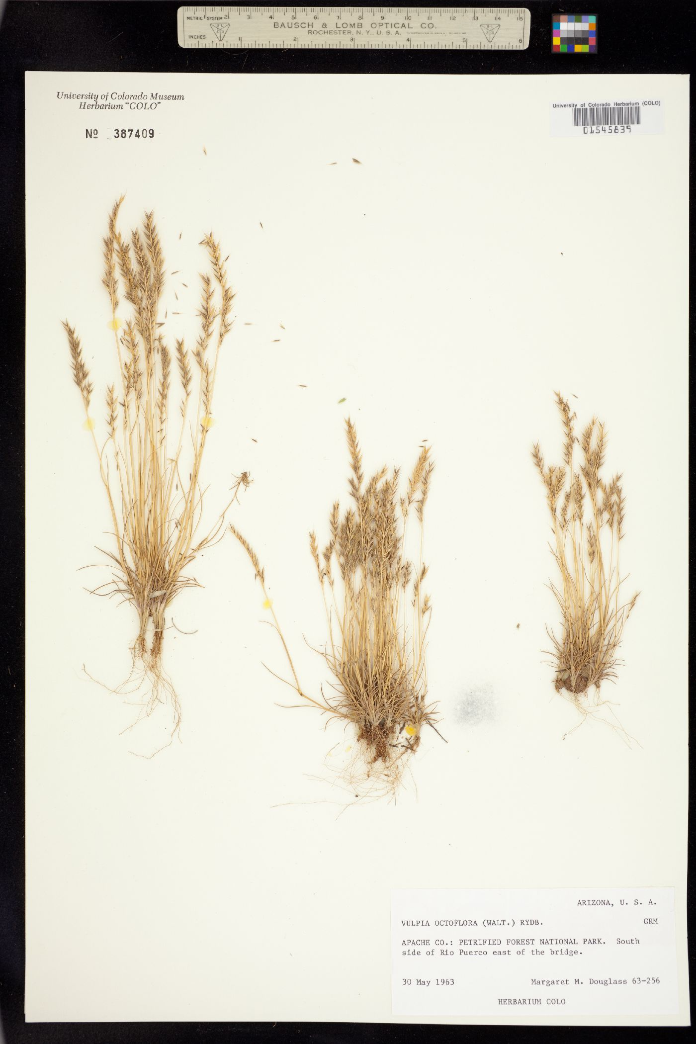 Vulpia image