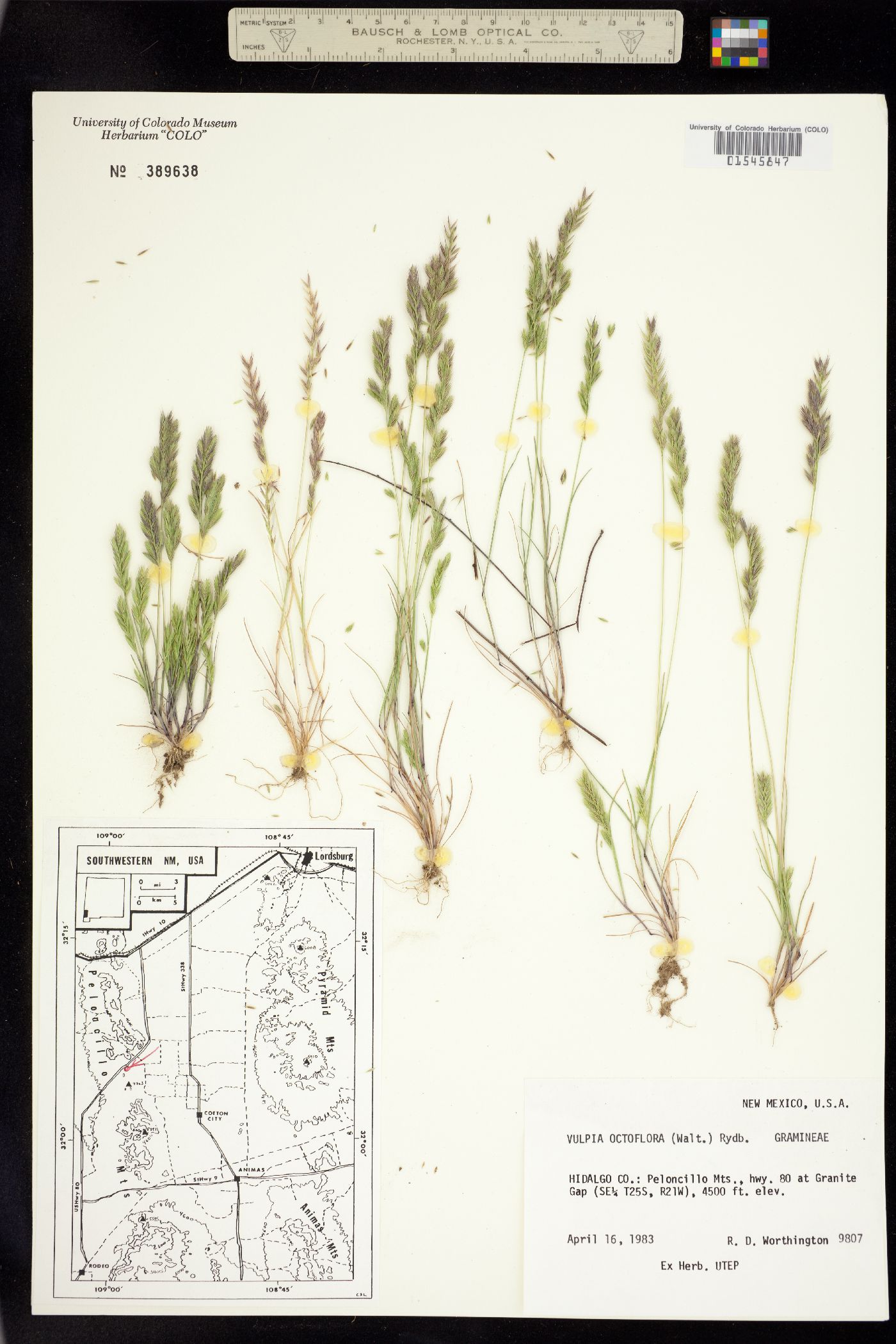 Vulpia octoflora image