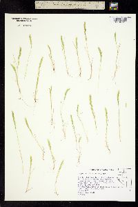 Vulpia octoflora image