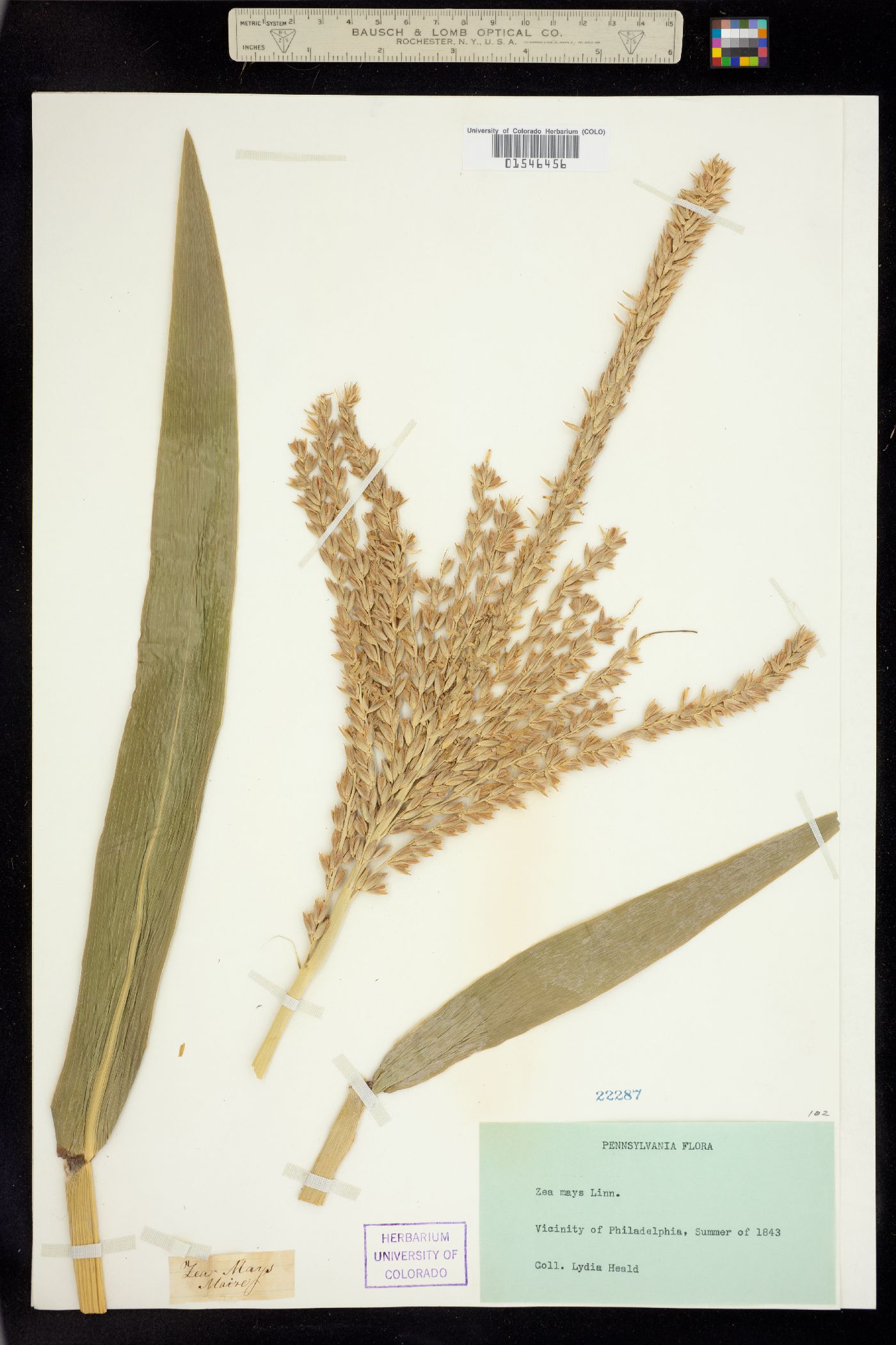 Zea image
