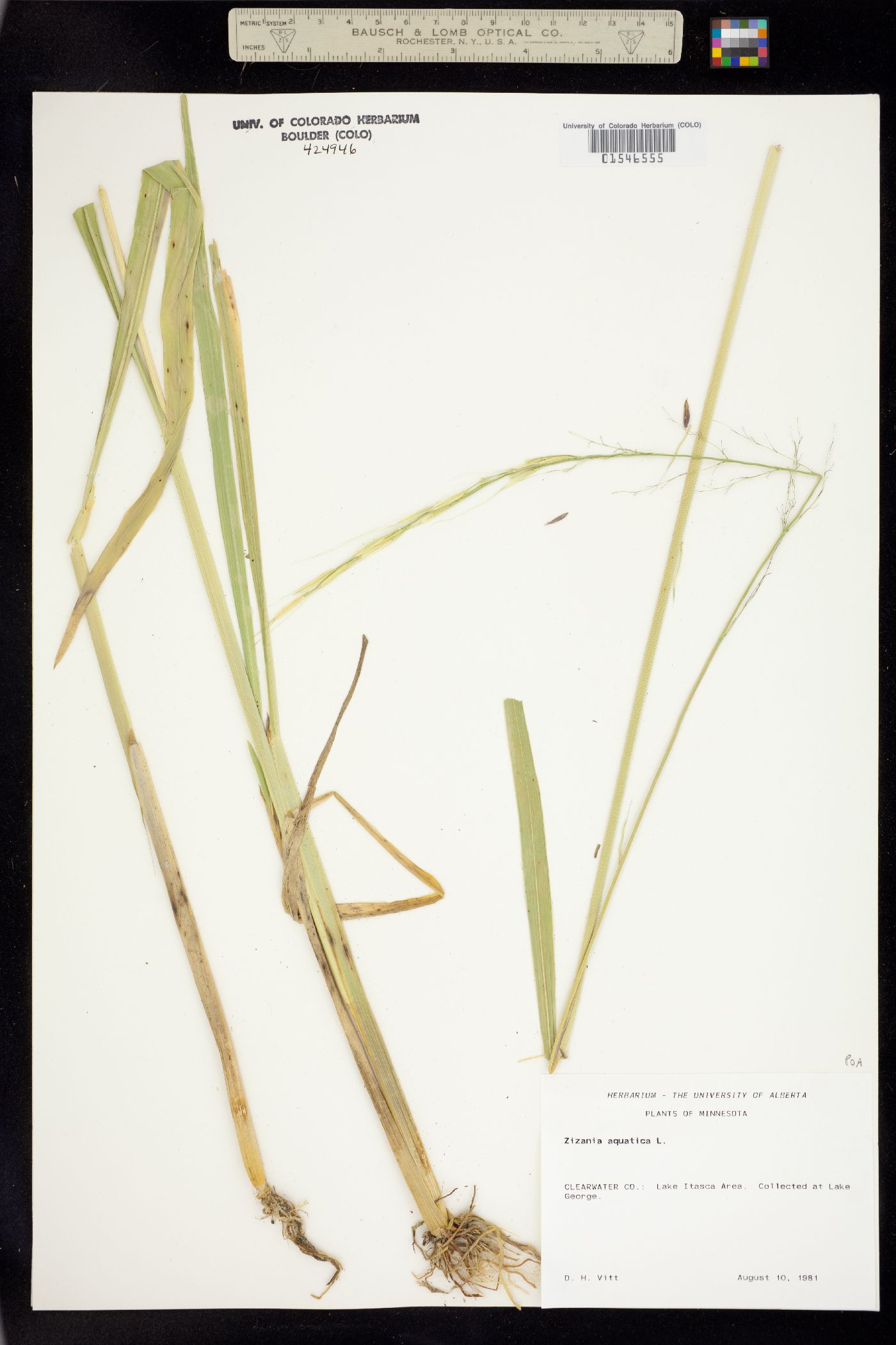 Zizania image