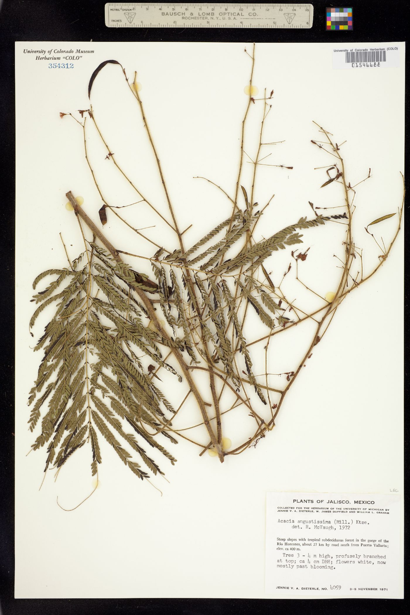 Acacia angustissima image