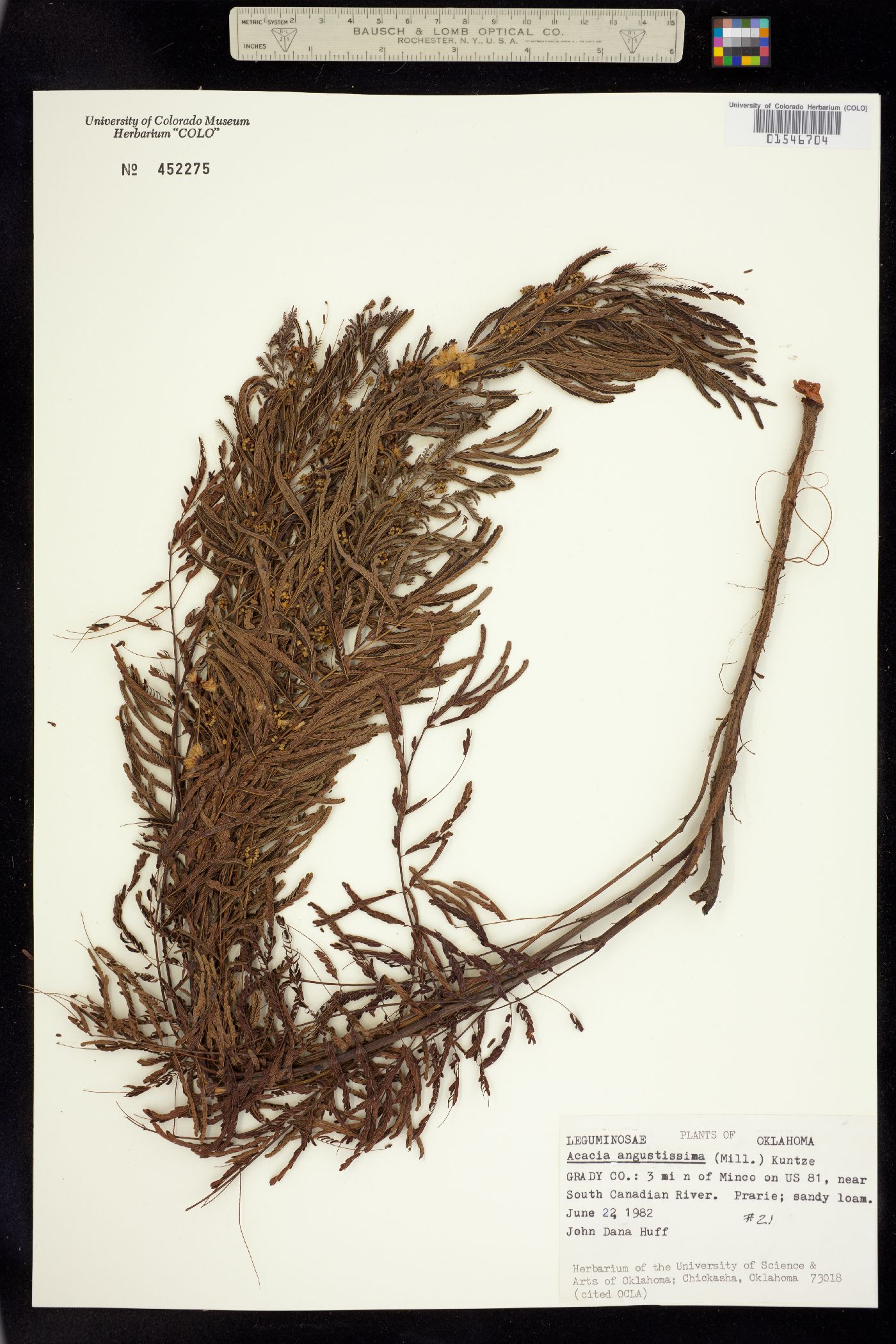 Acacia angustissima image