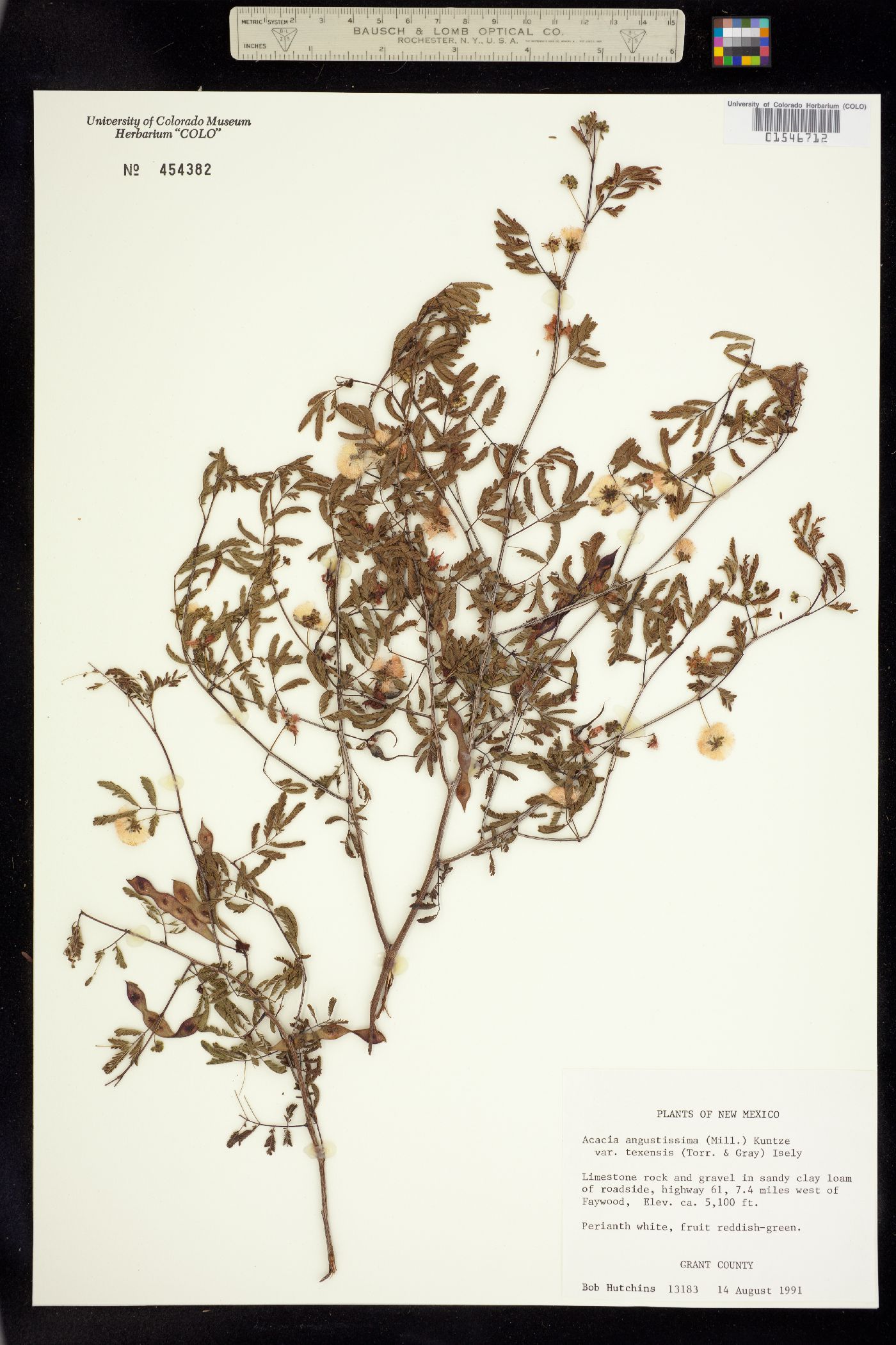 Acacia angustissima image