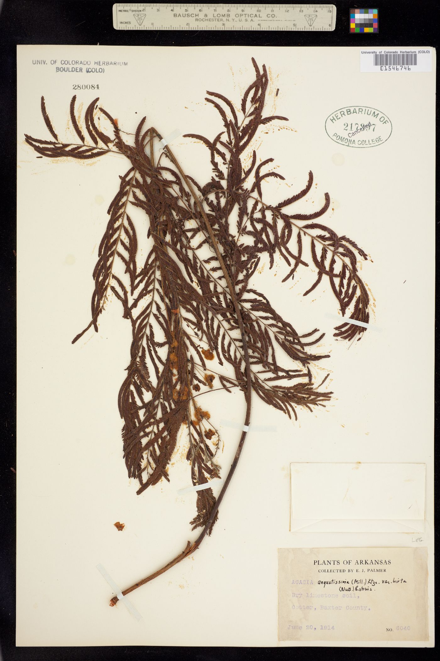Acacia angustissima image