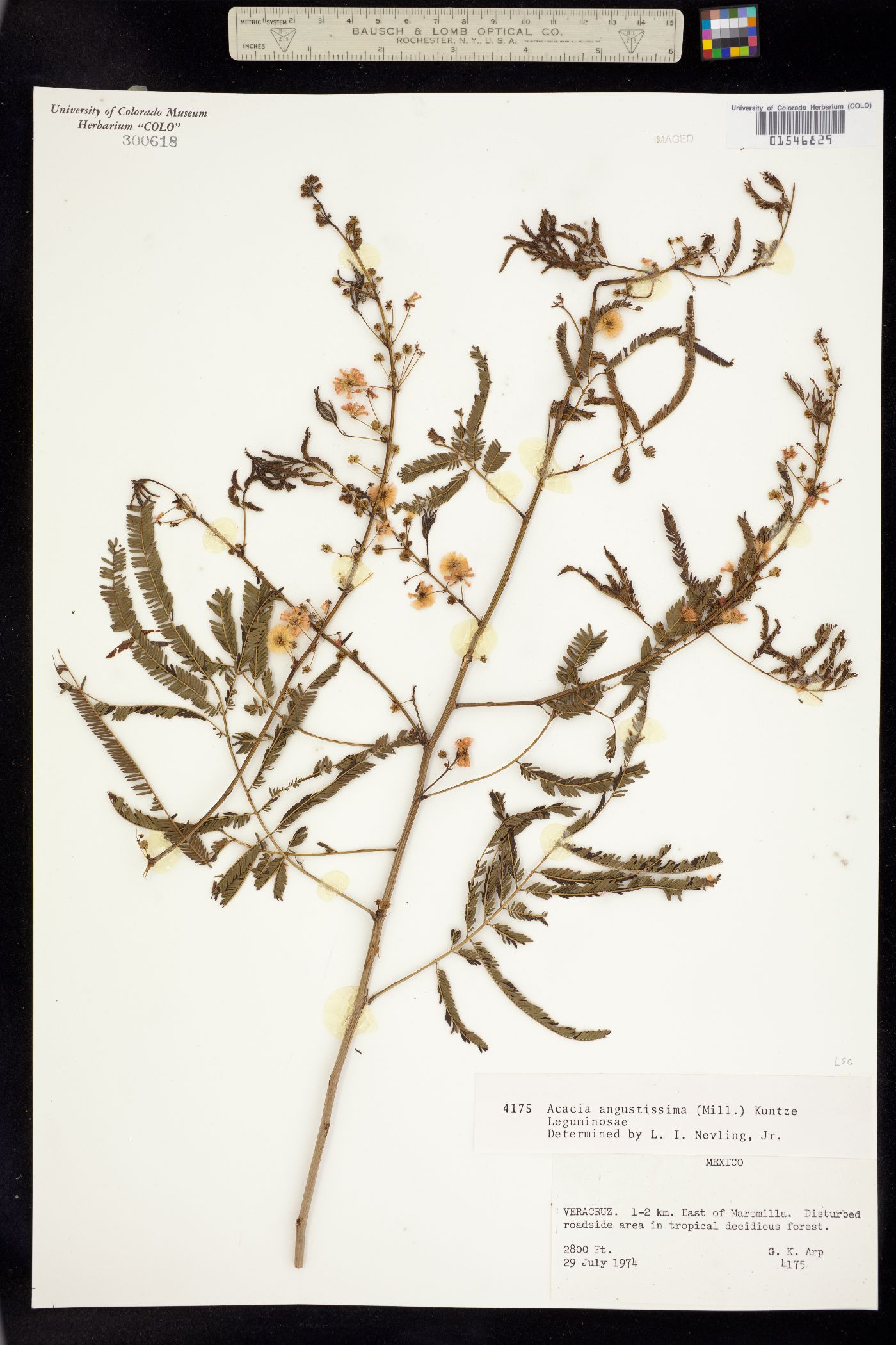 Acacia angustissima image
