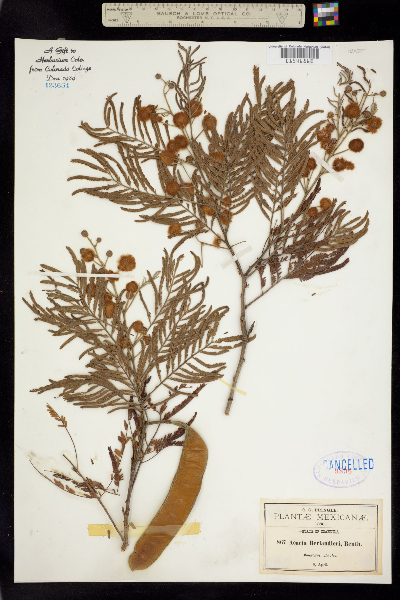 Senegalia berlandieri image