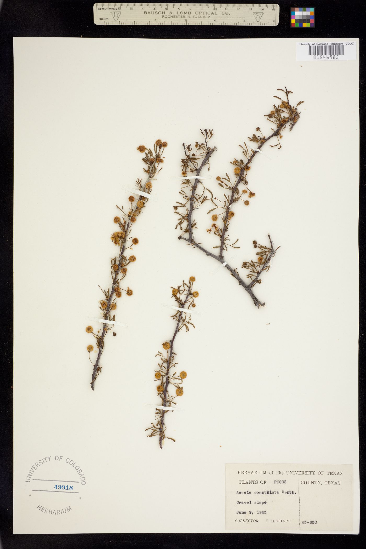 Vachellia constricta image