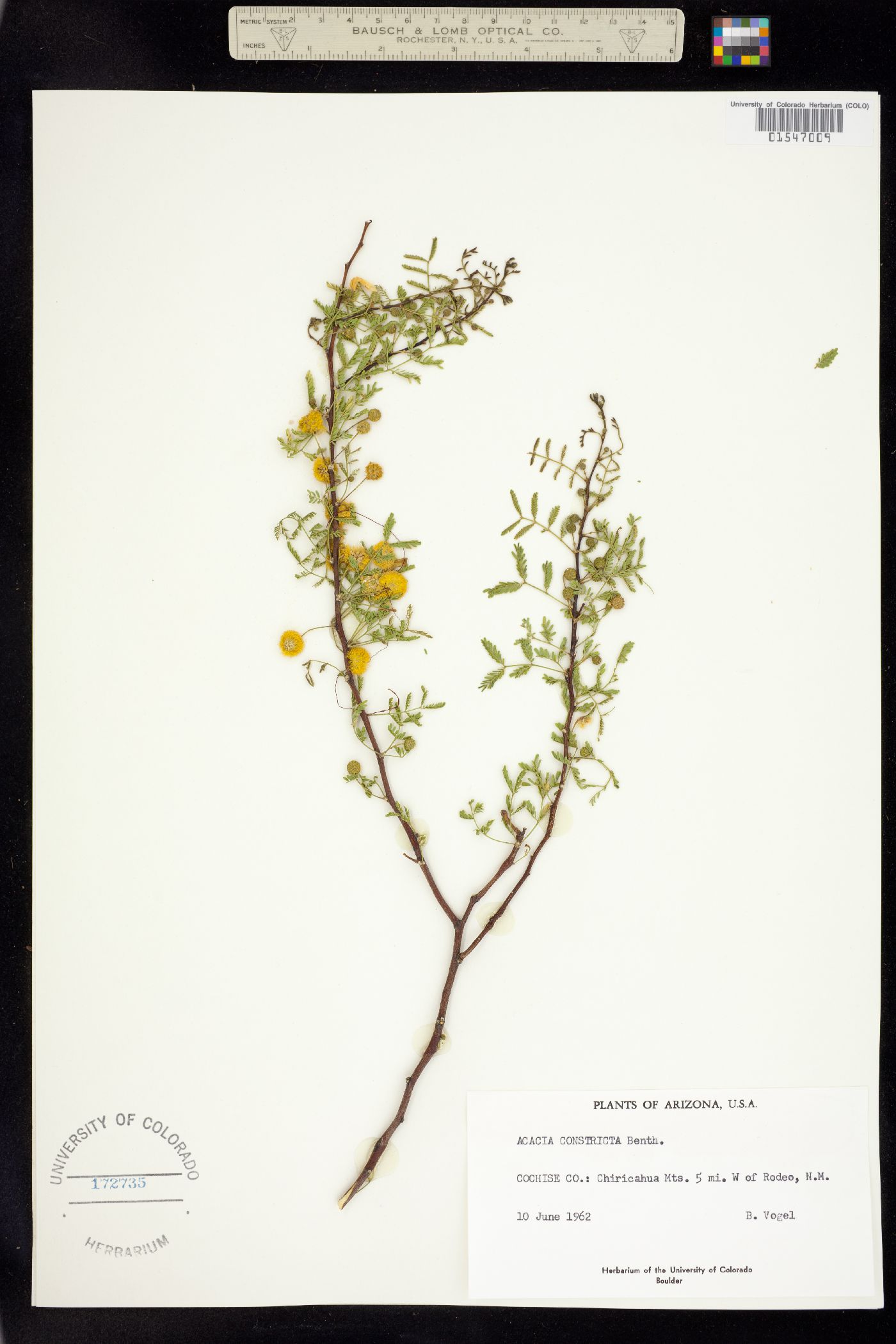 Vachellia constricta image