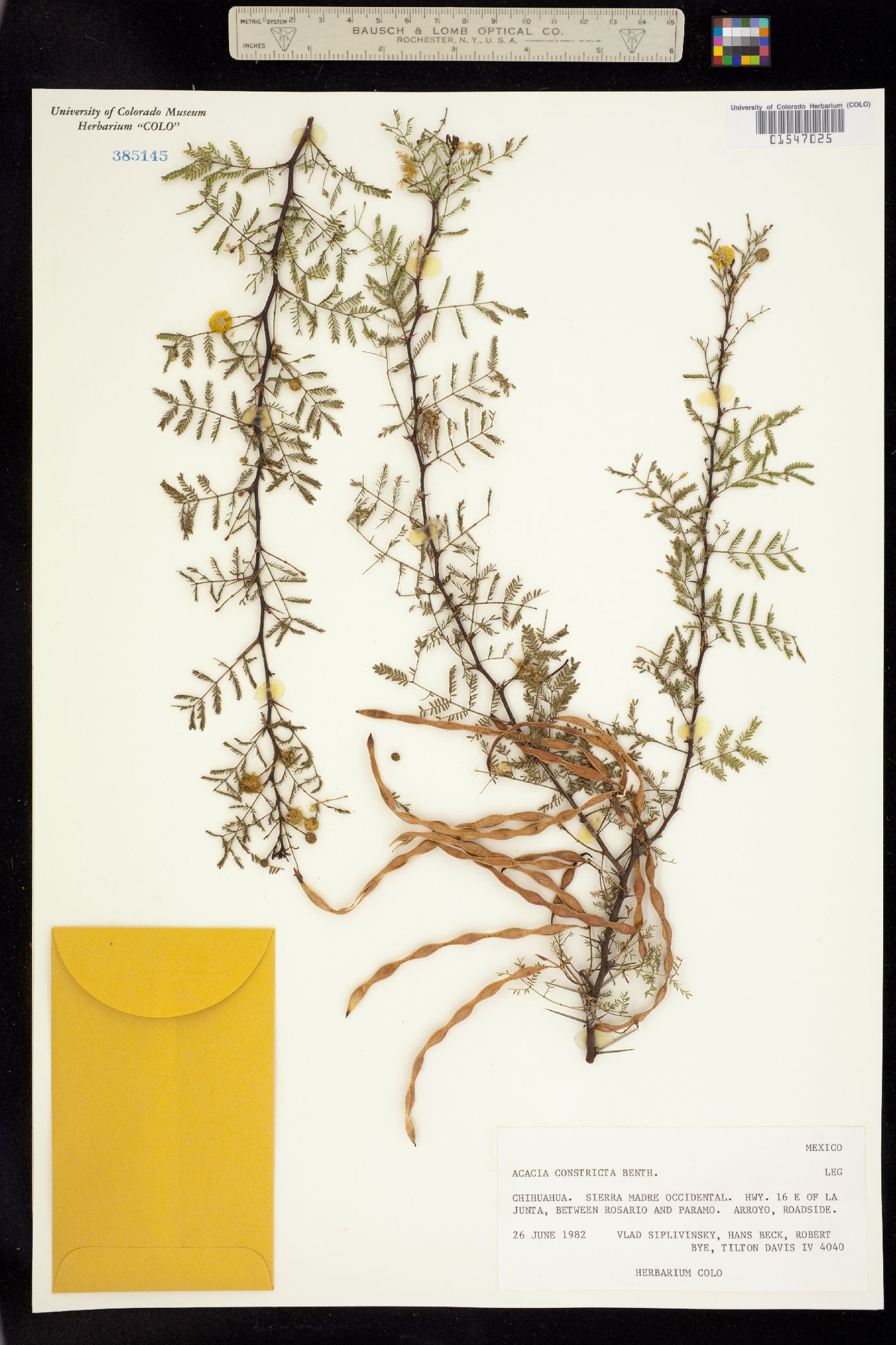 Vachellia constricta image