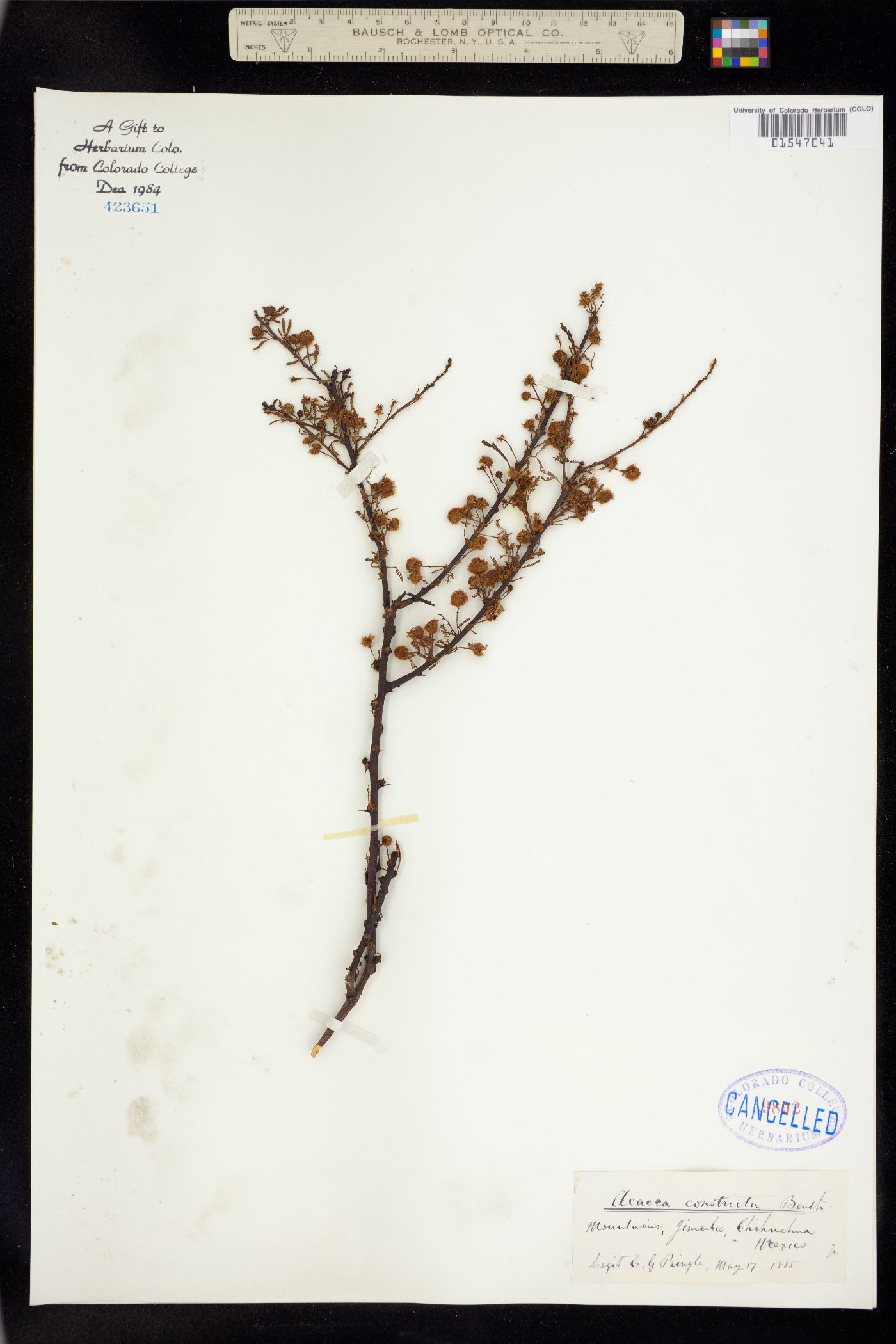 Vachellia constricta image