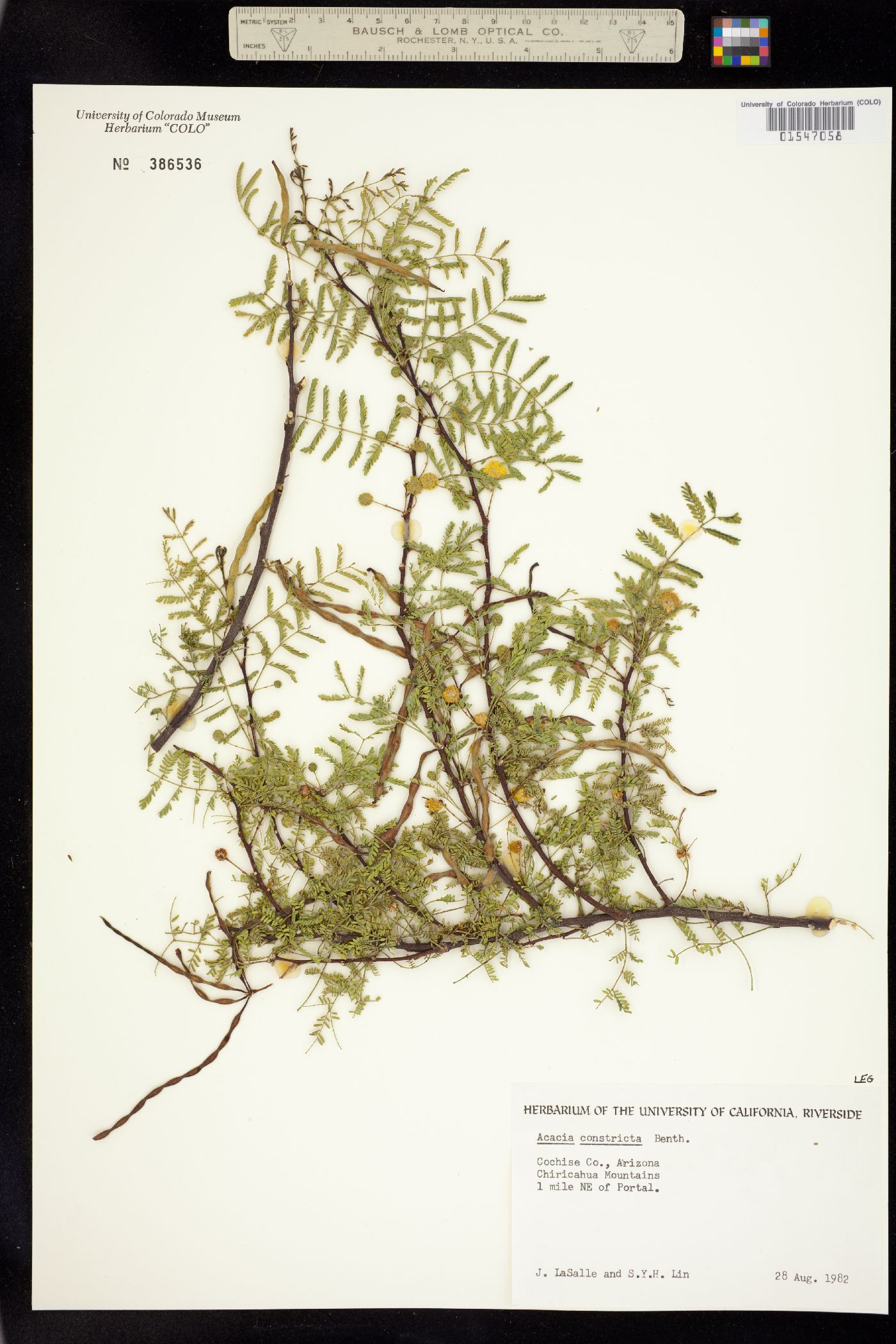 Vachellia constricta image