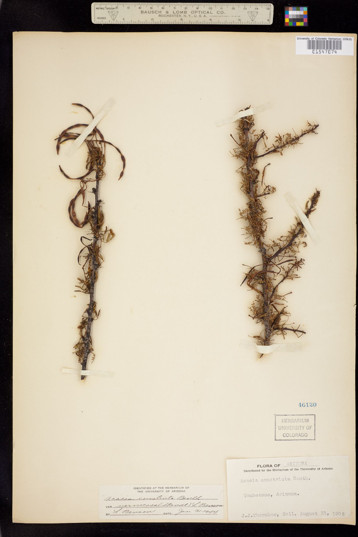 Vachellia constricta image