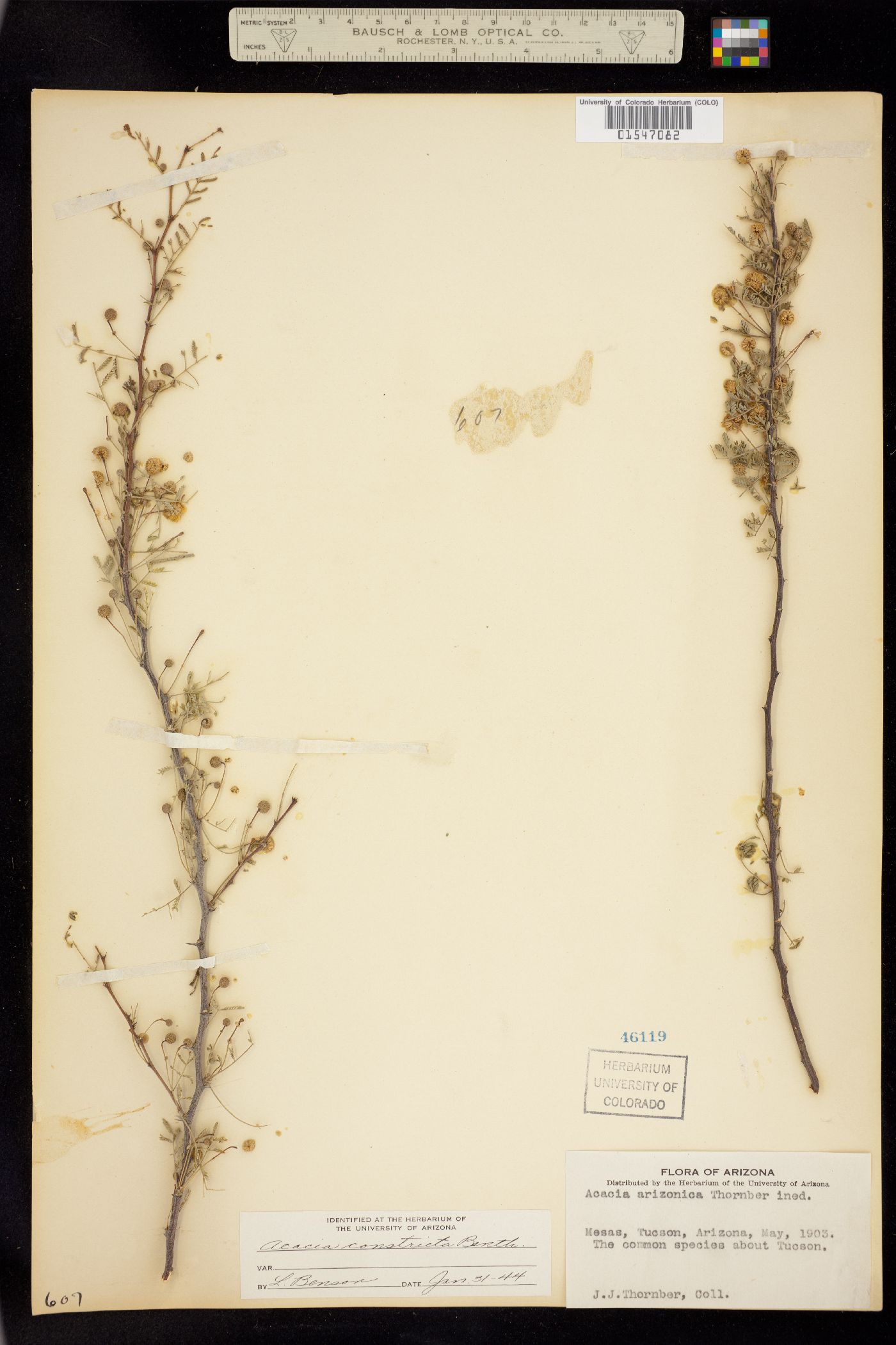 Vachellia constricta image