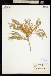 Acacia coulteri image