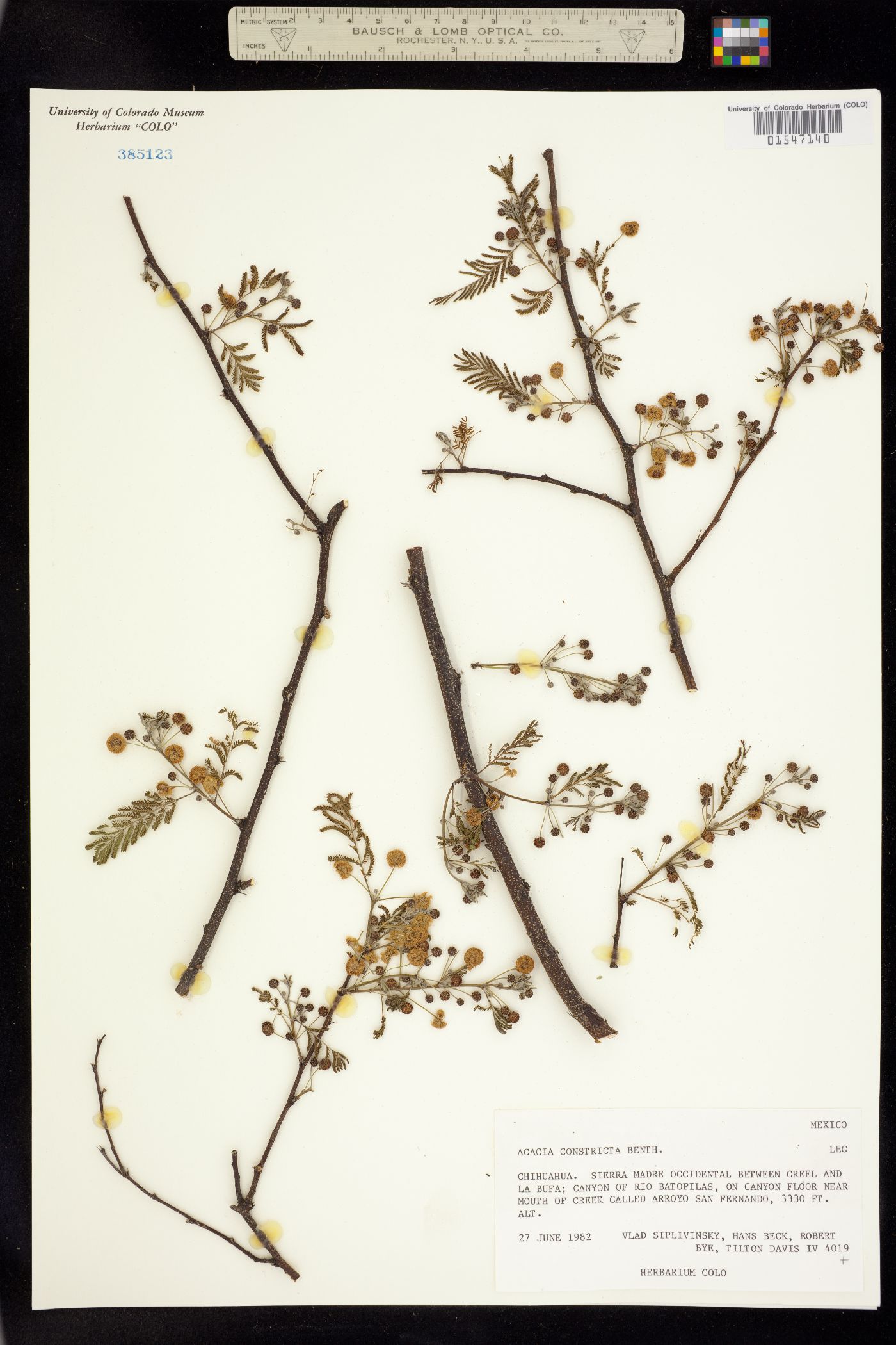 Vachellia constricta image