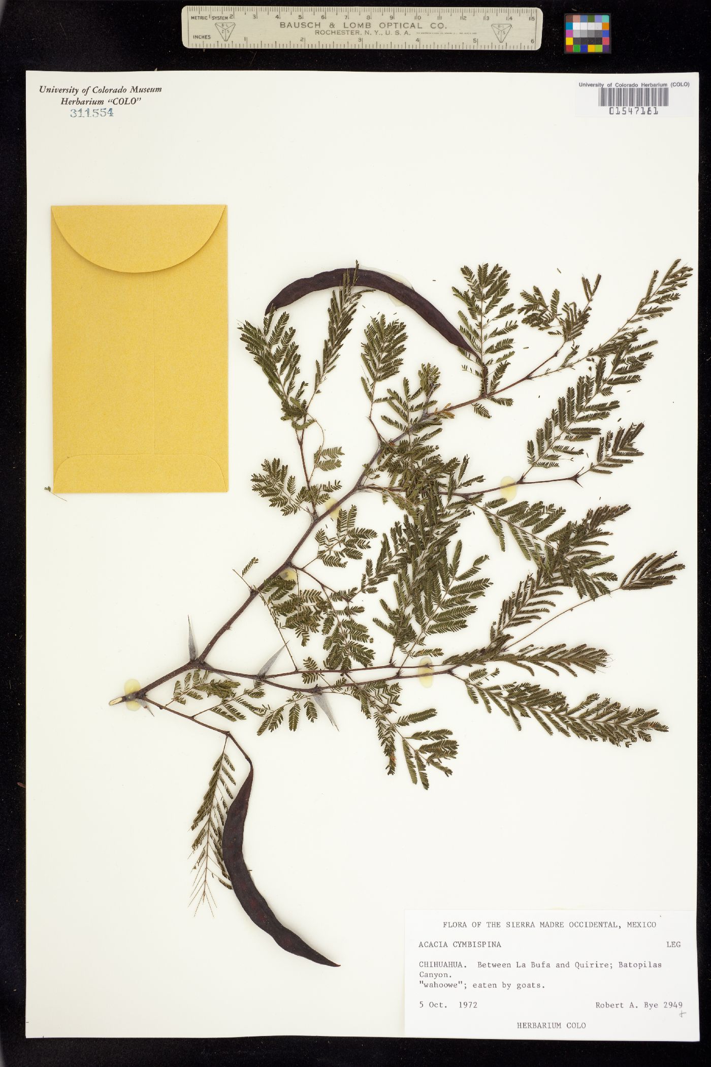 Acacia cymbispina image