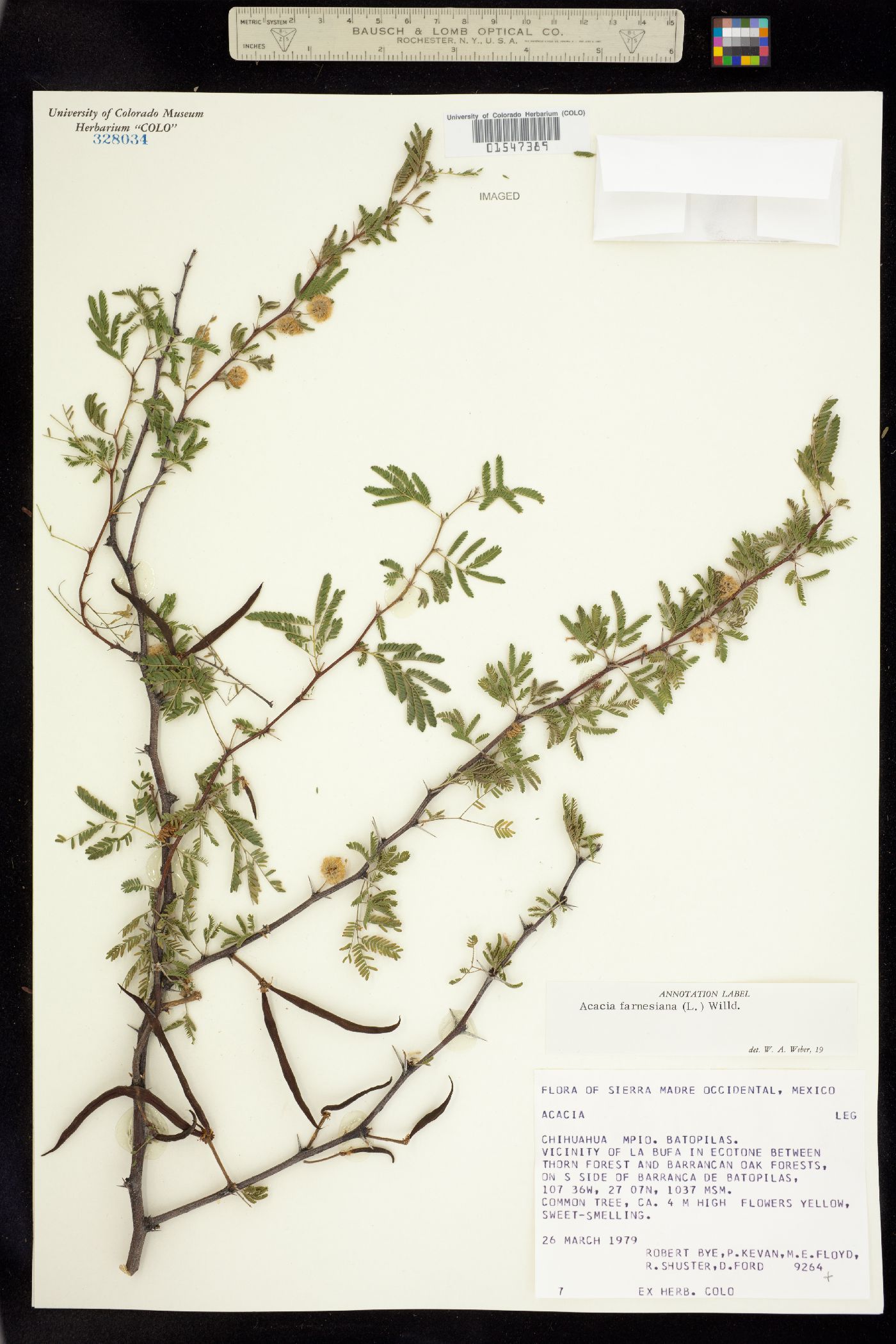 Vachellia farnesiana var. farnesiana image