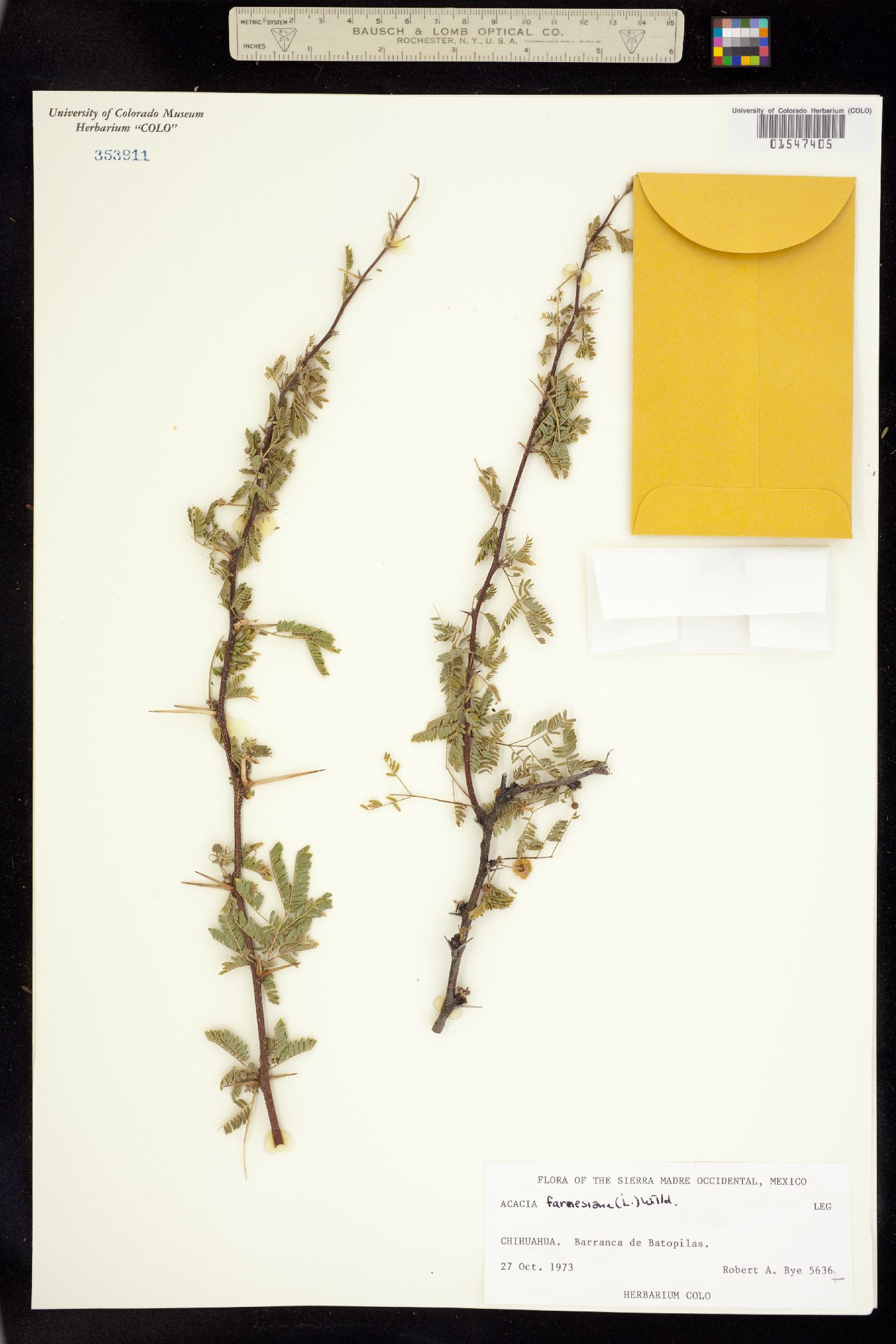 Vachellia image