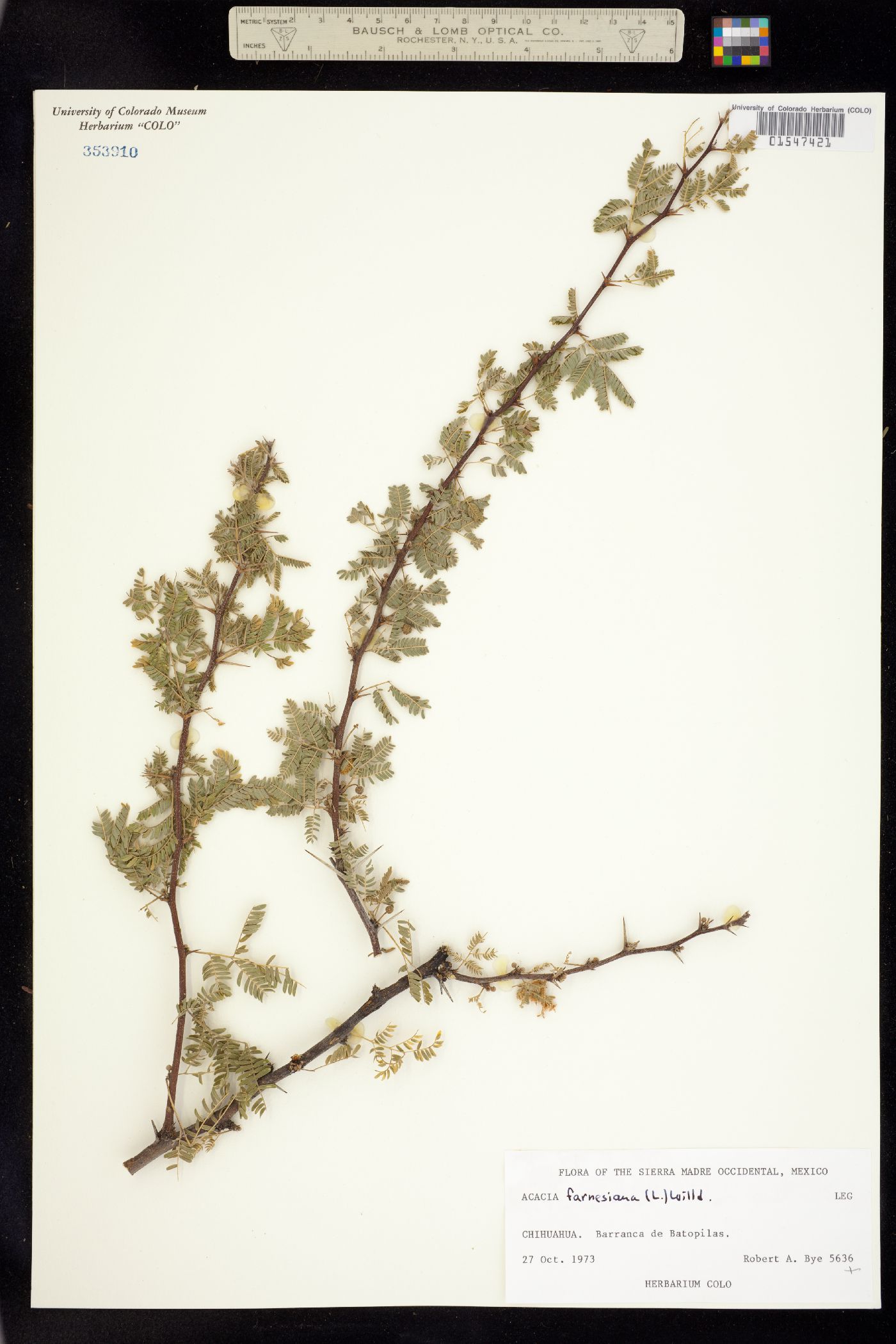 Acacia image