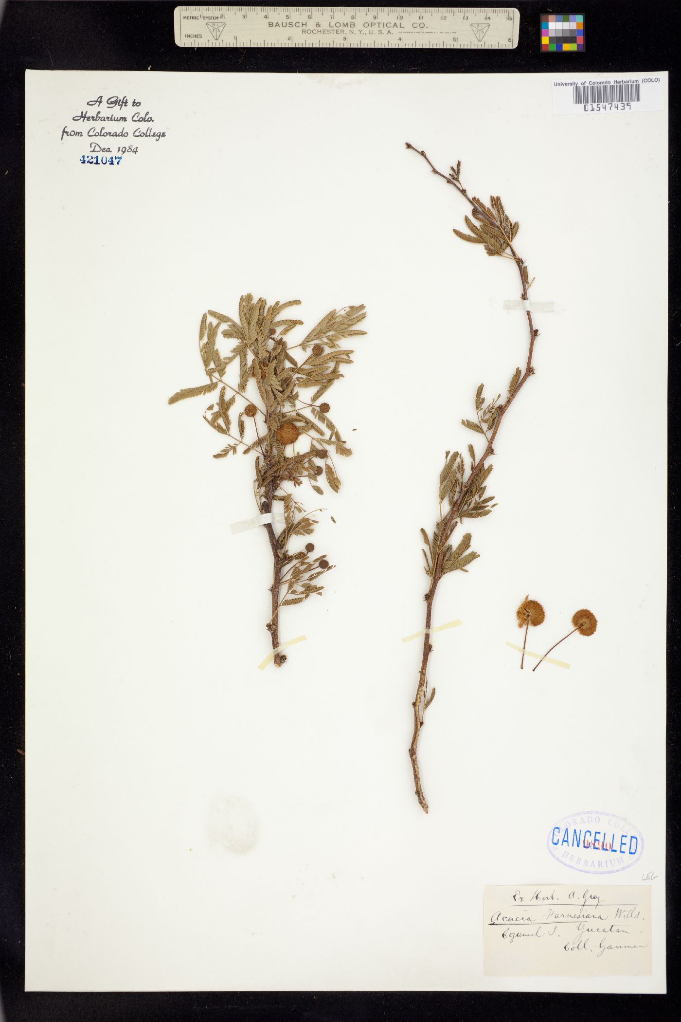 Vachellia farnesiana image