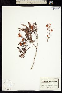 Acacia filicina image