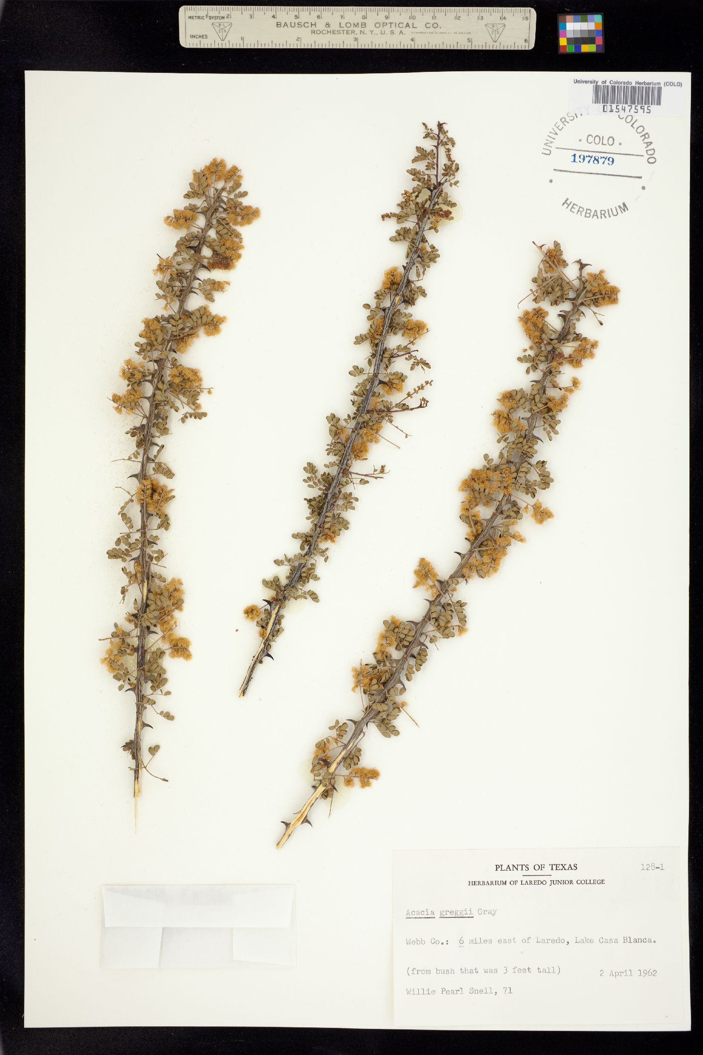 Senegalia greggii image