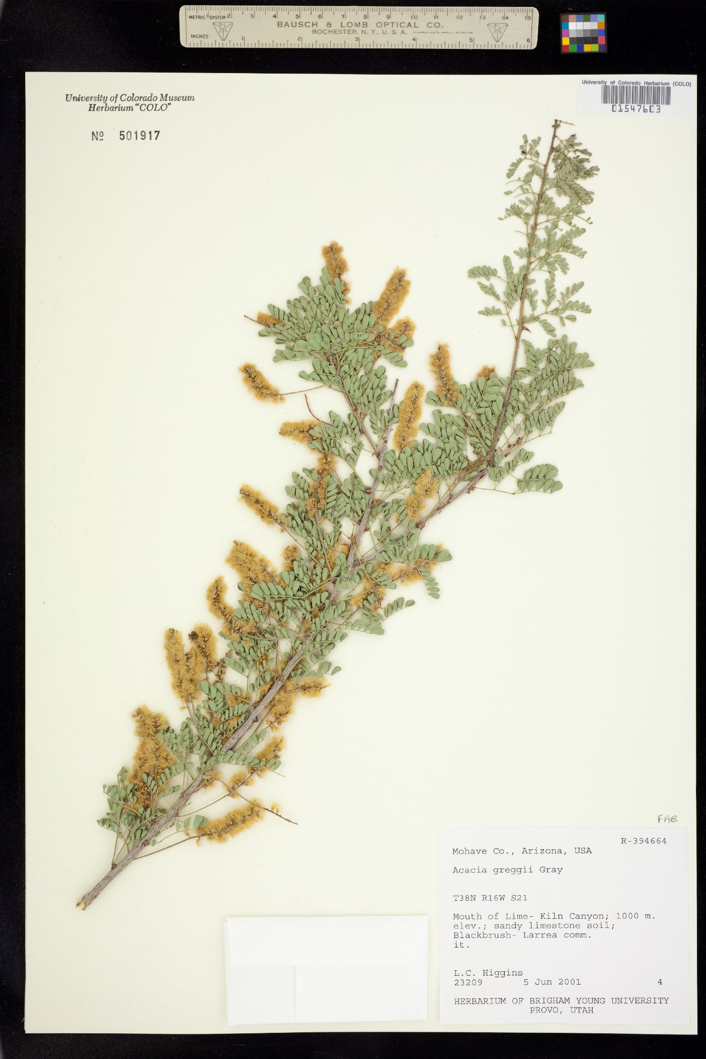 Senegalia greggii image