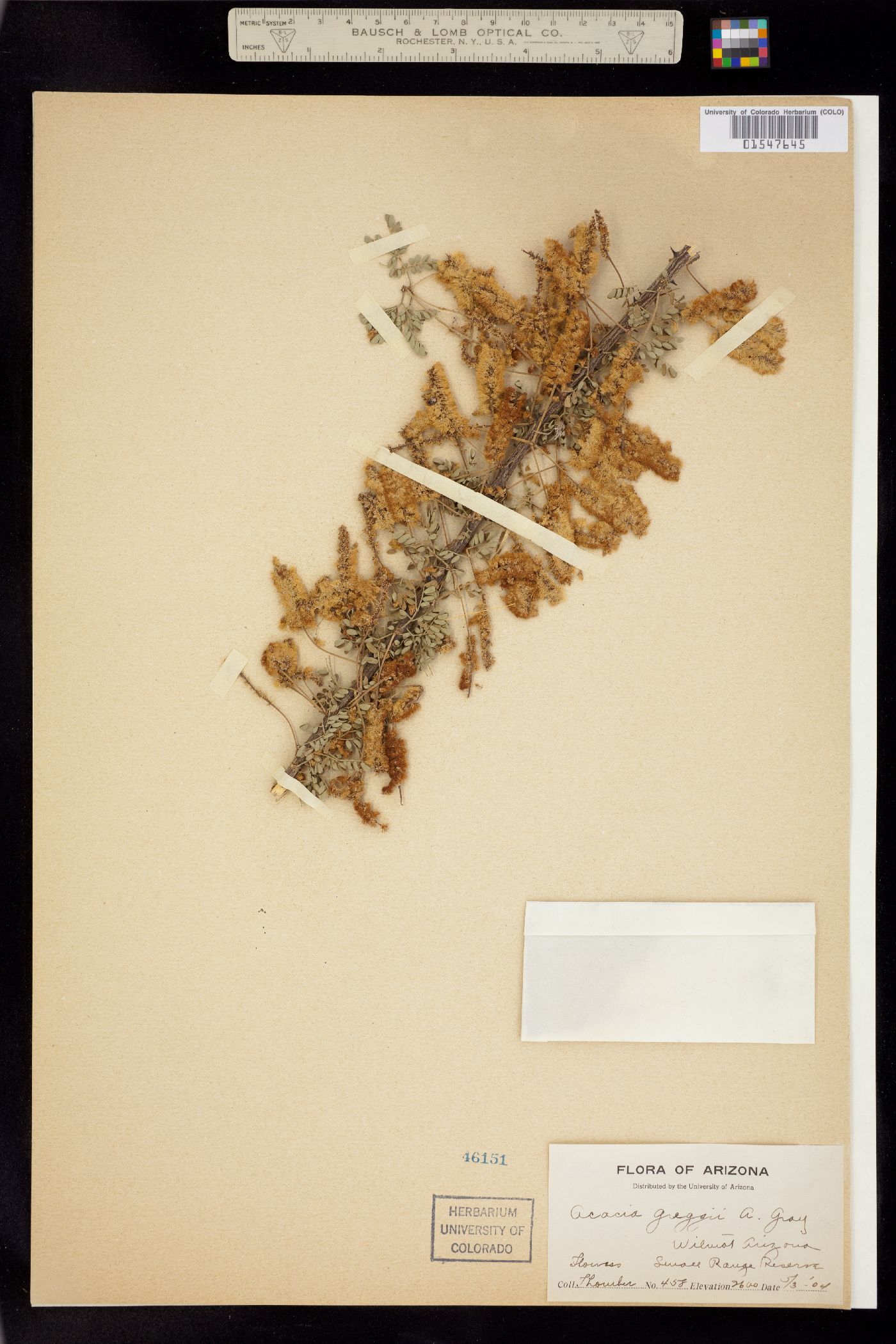 Senegalia image