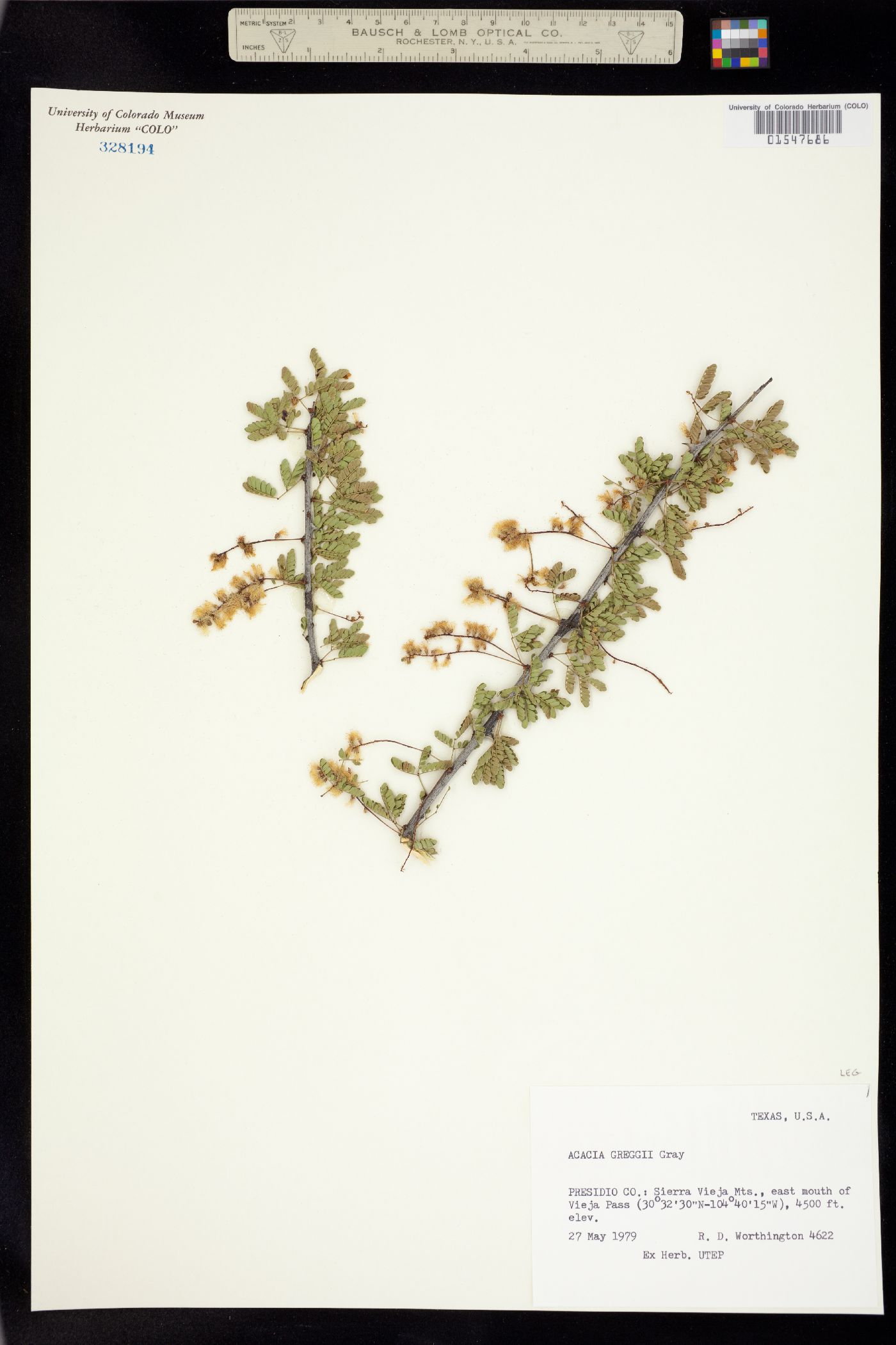 Senegalia greggii image
